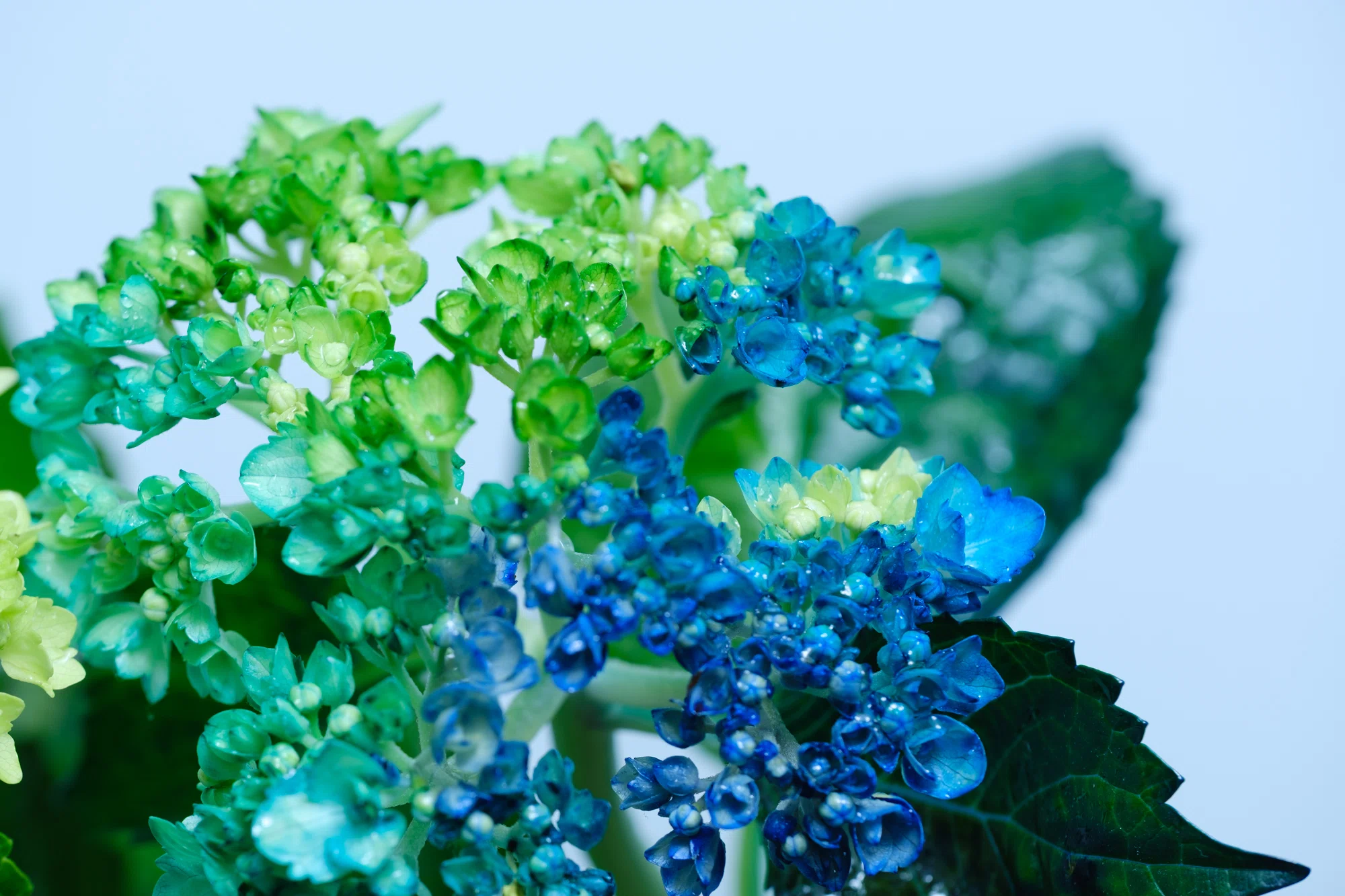 アジサイ 青と緑のグラデーション 染めの花#052】 アジサイが美しく染まったので｜タキツネ | 花の写真を