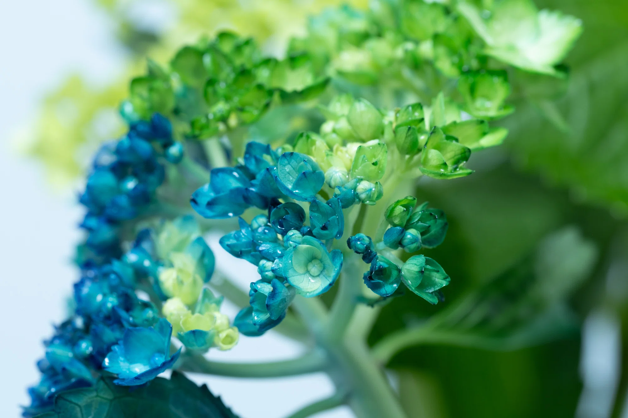 染めの花#052】 アジサイが美しく染まったので｜タキツネ | 花の写真を