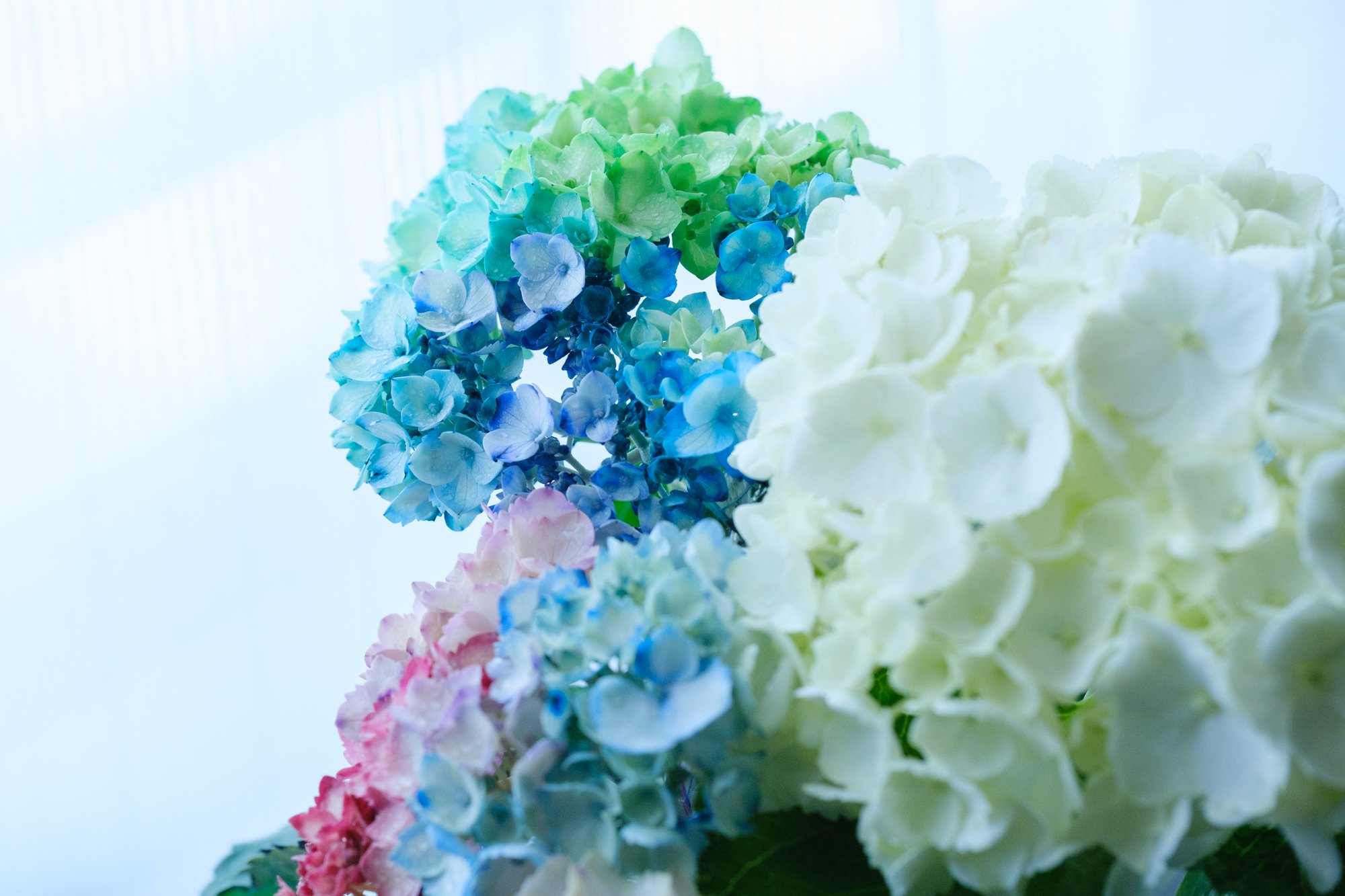 染めの花#052】 アジサイが美しく染まったので｜タキツネ | 花の写真を