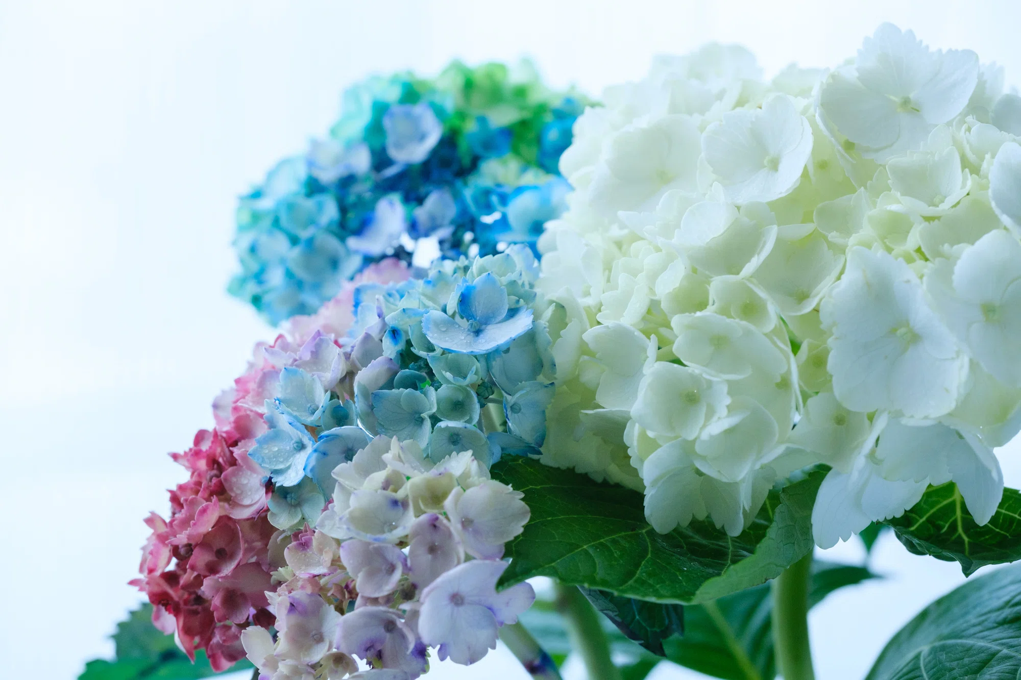 アジサイ 青と緑のグラデーション アジサイ。青と紫のグラデーションが、「夏の花」のアルバム