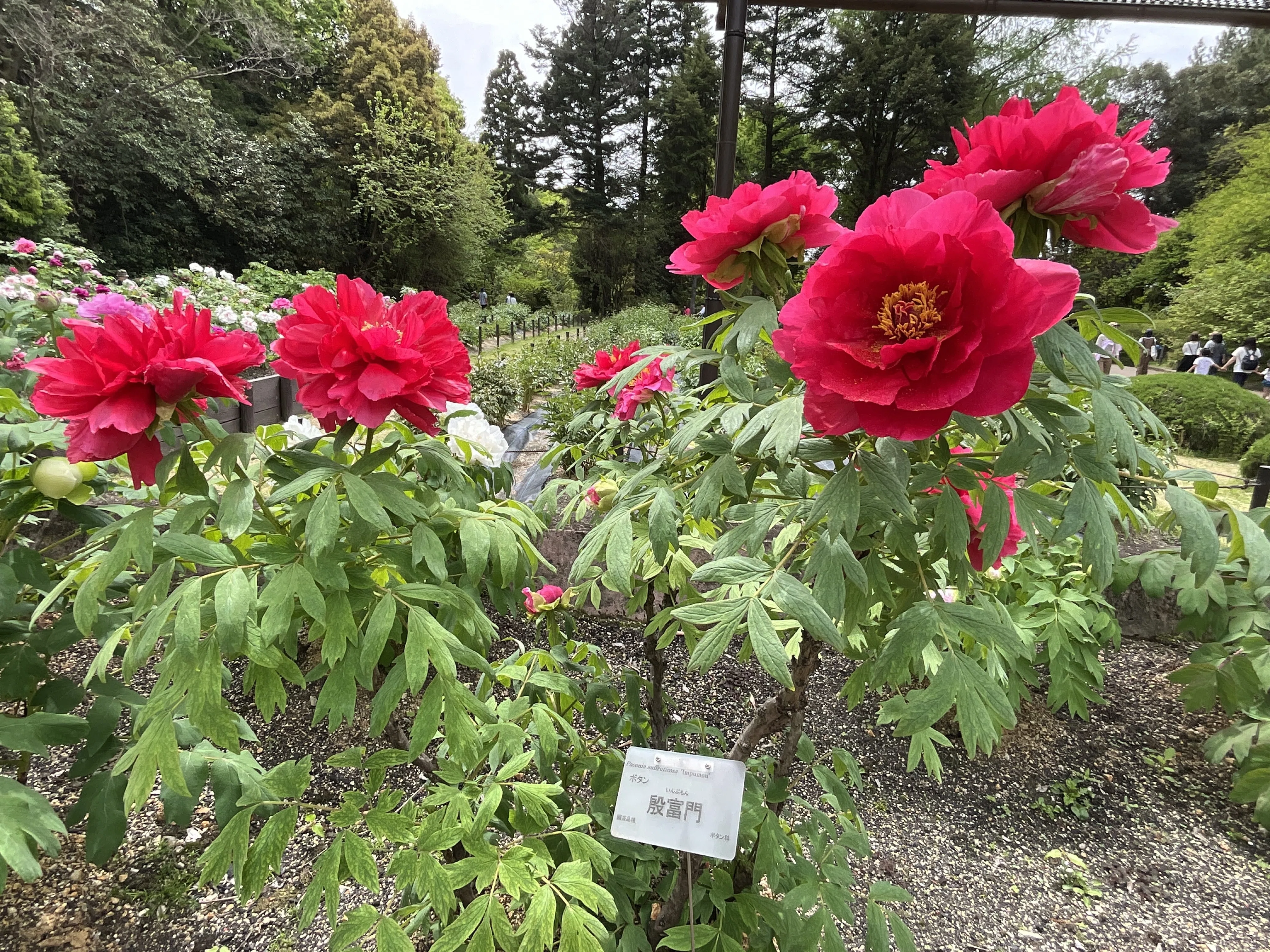 牡丹　四段引出 ボタンの殷富門（京都府立植物園）：2026年4月18日（土）｜藤井秀昭