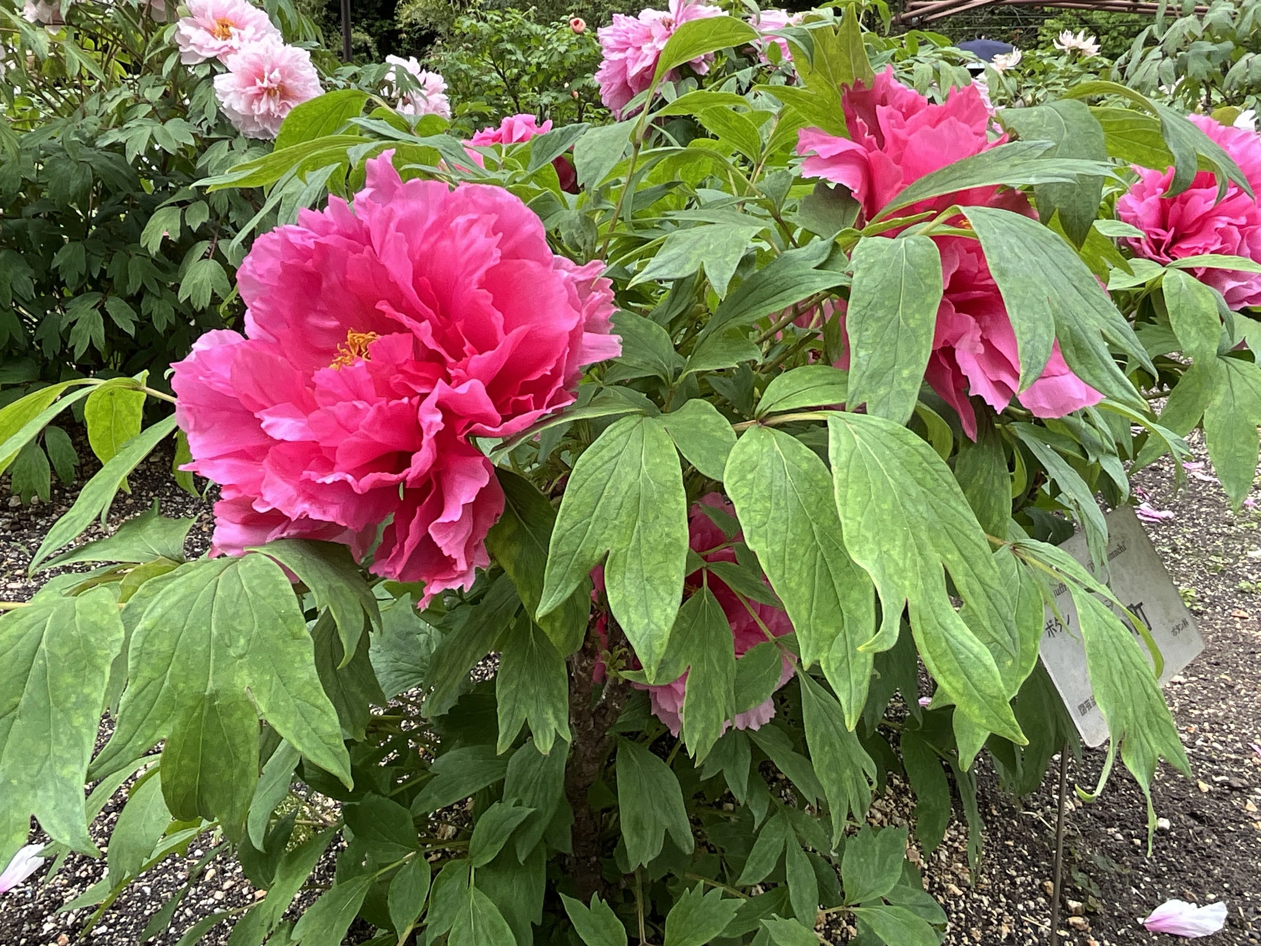 ボタンの紅小町（京都府立植物園）：2026年4月18日（土）｜藤井秀昭