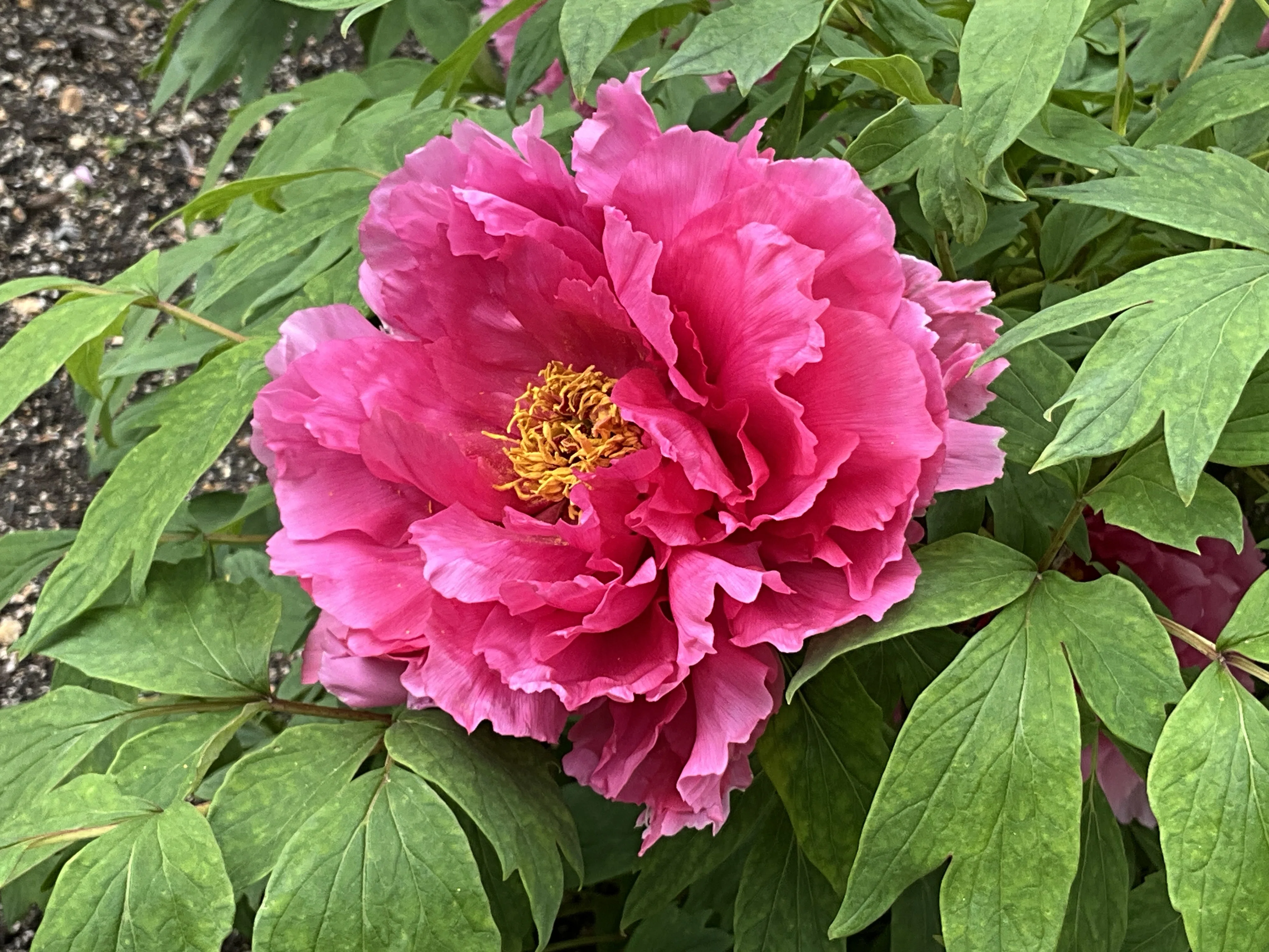 ボタンの紅小町（京都府立植物園）：2026年4月18日（土）｜藤井秀昭
