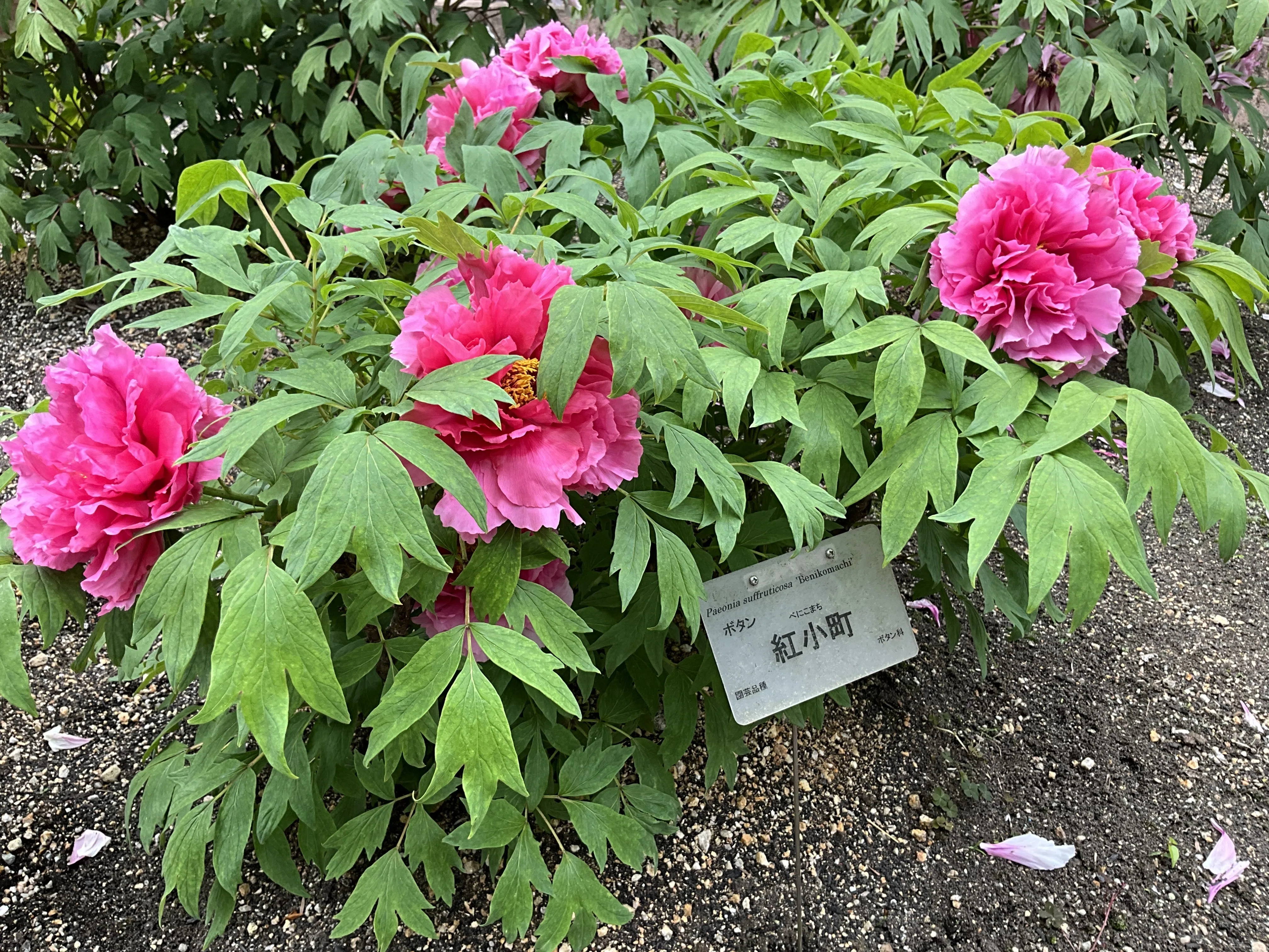 ボタンの紅小町（京都府立植物園）：2026年4月18日（土）｜藤井秀昭