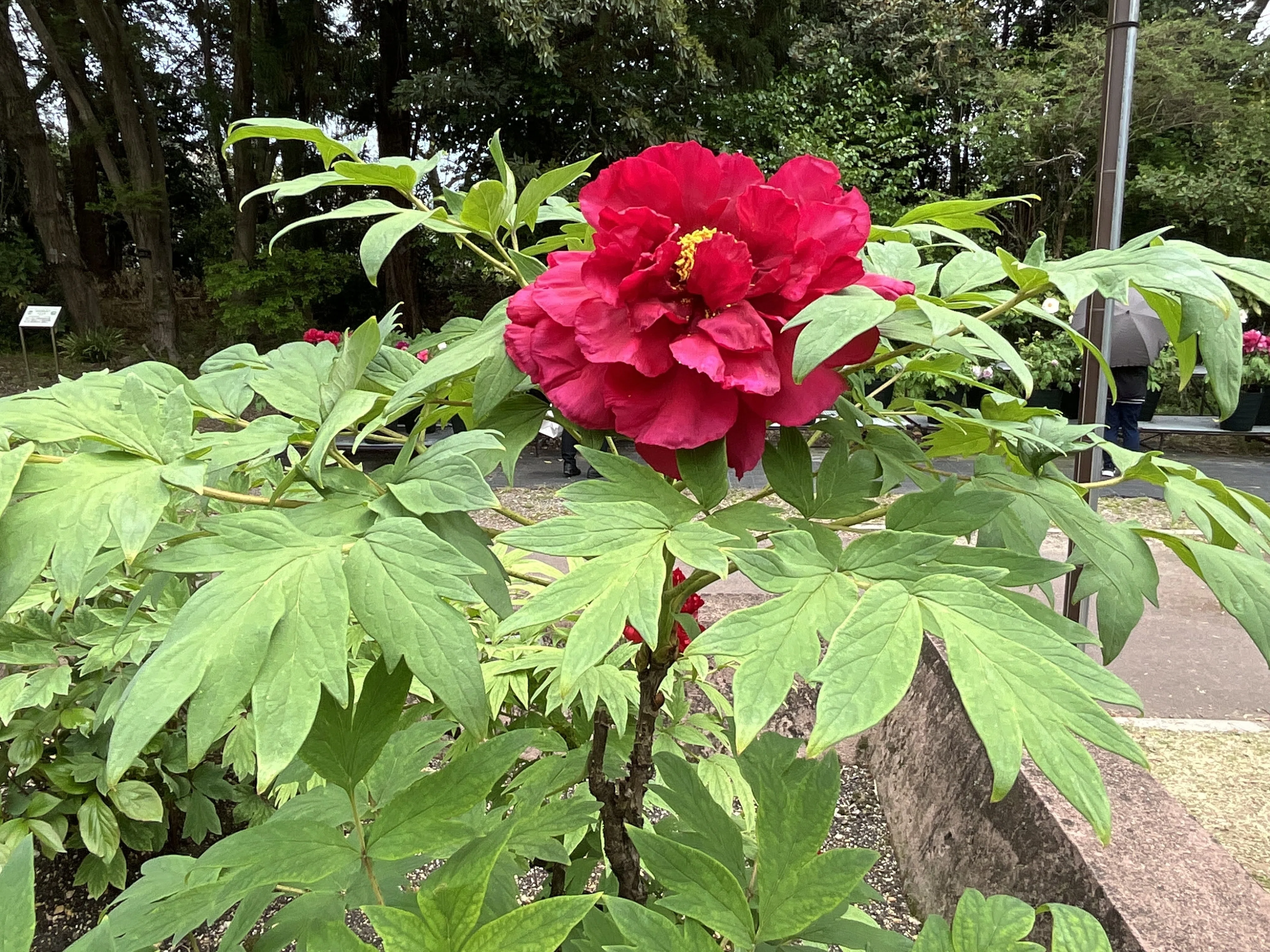 ボタンの島津紅（京都府立植物園）：2026年4月19日（日）｜藤井秀昭