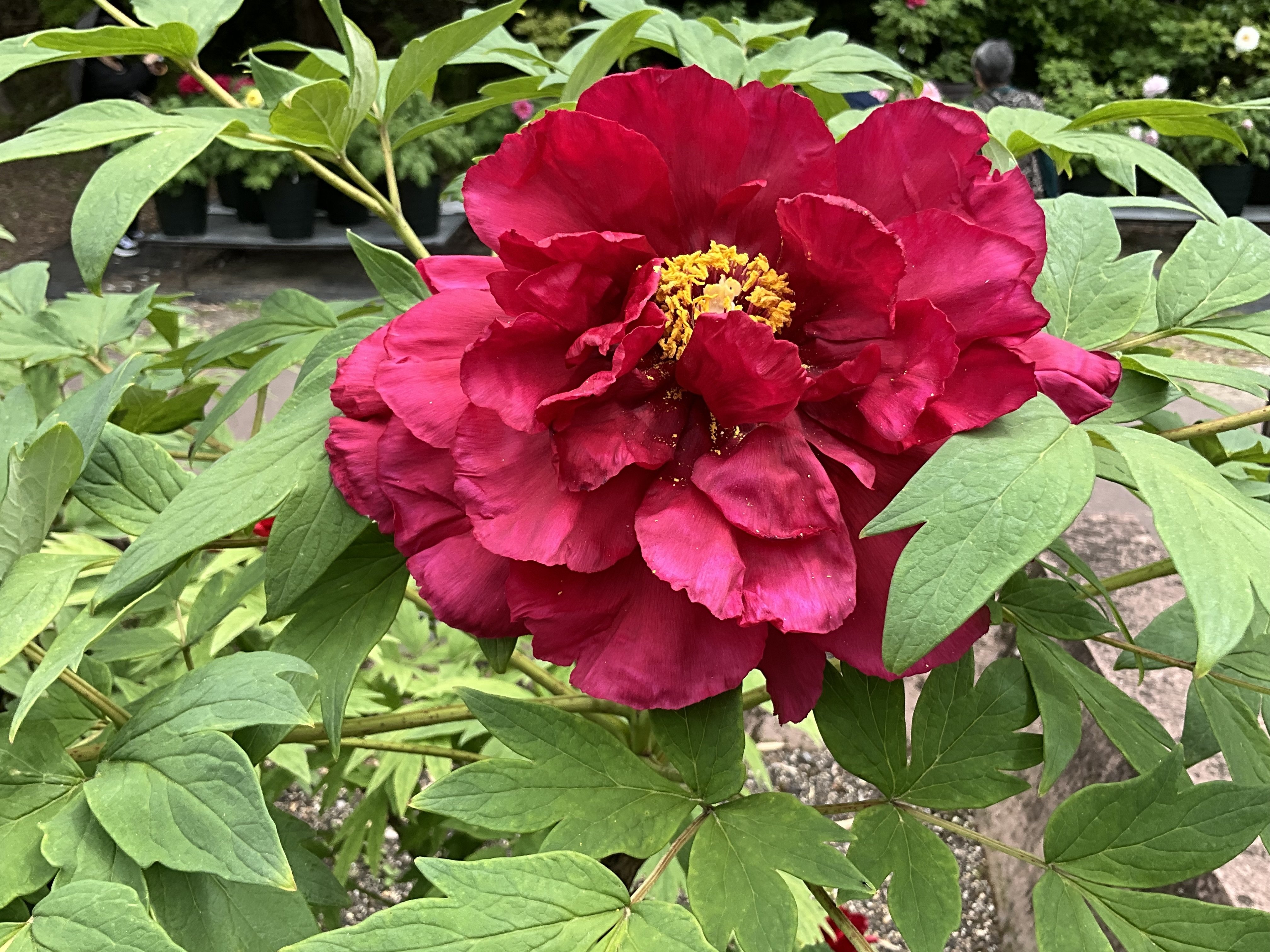 ボタンの島津紅（京都府立植物園）：2026年4月19日（日）｜藤井秀昭
