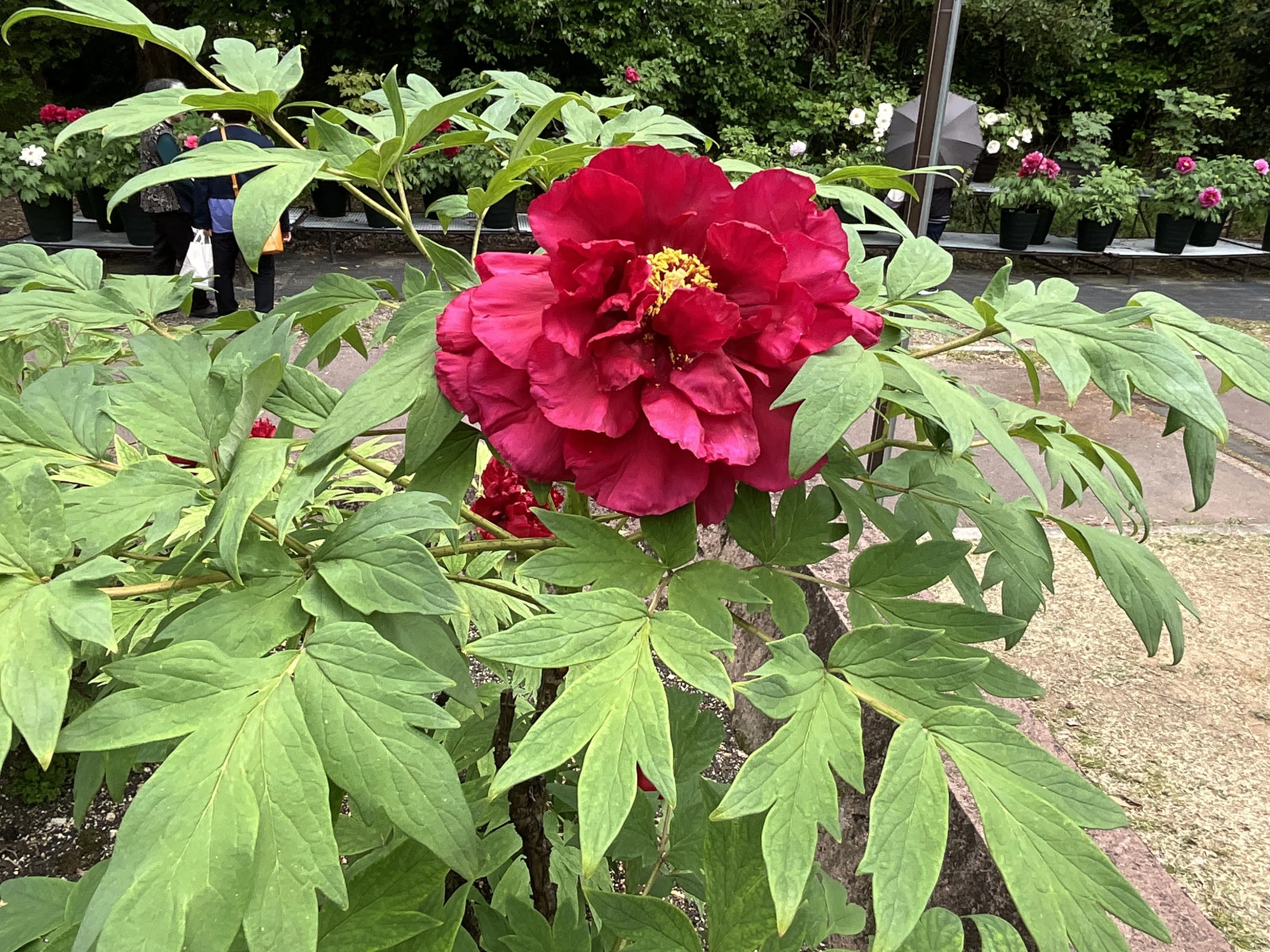 ボタンの島津紅（京都府立植物園）：2026年4月19日（日）｜藤井秀昭