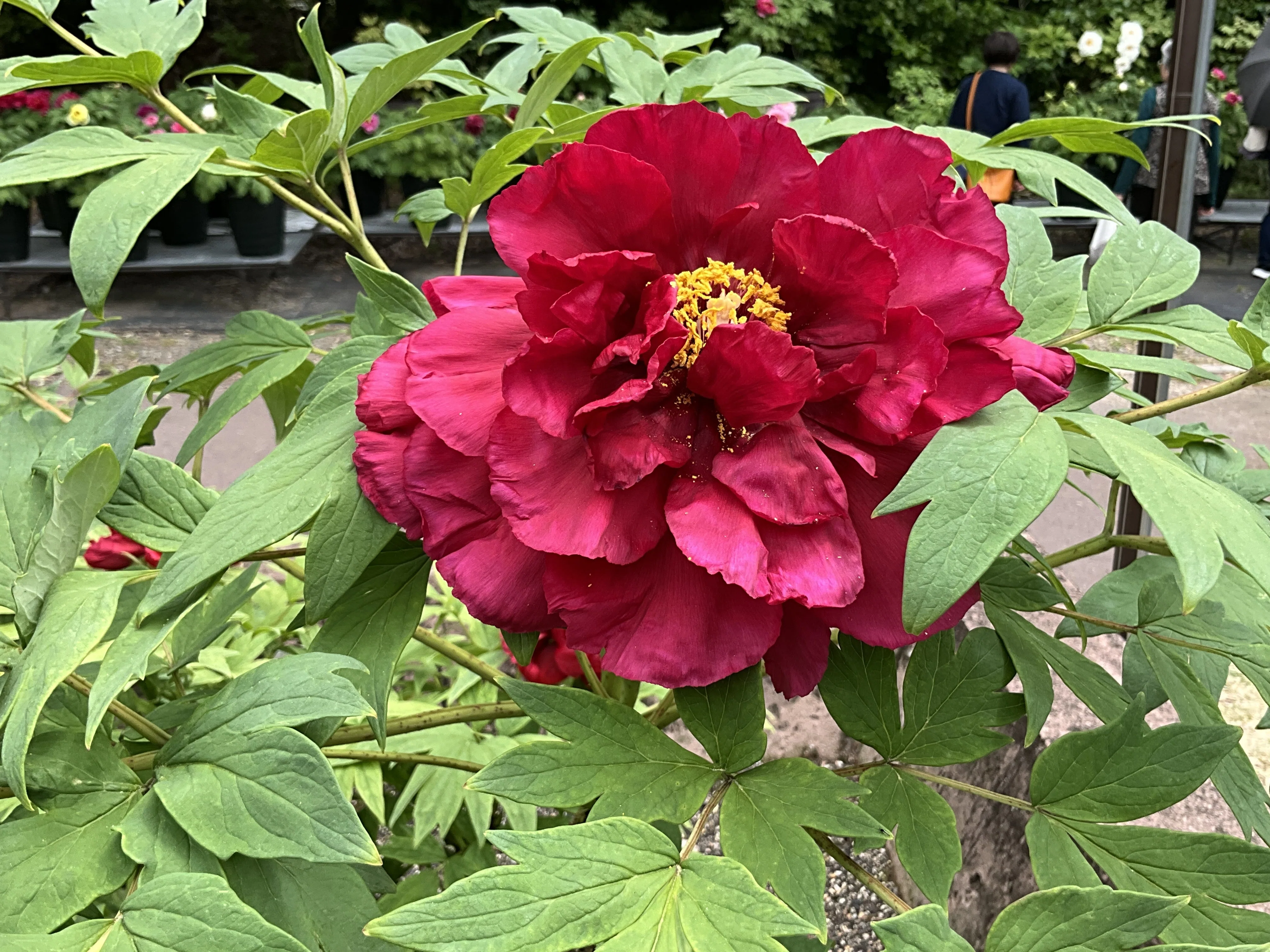 ボタンの島津紅（京都府立植物園）：2026年4月19日（日）｜藤井秀昭