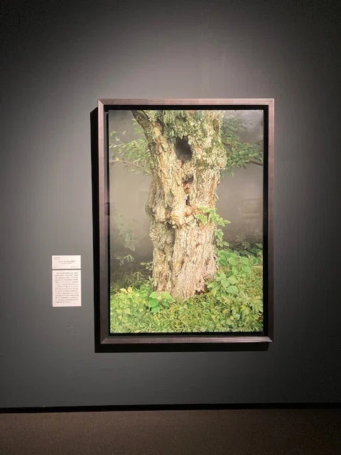 極・写実！！『ホキ美術館展』in高松へ｜ジェーン本田（旧・西ちさ）