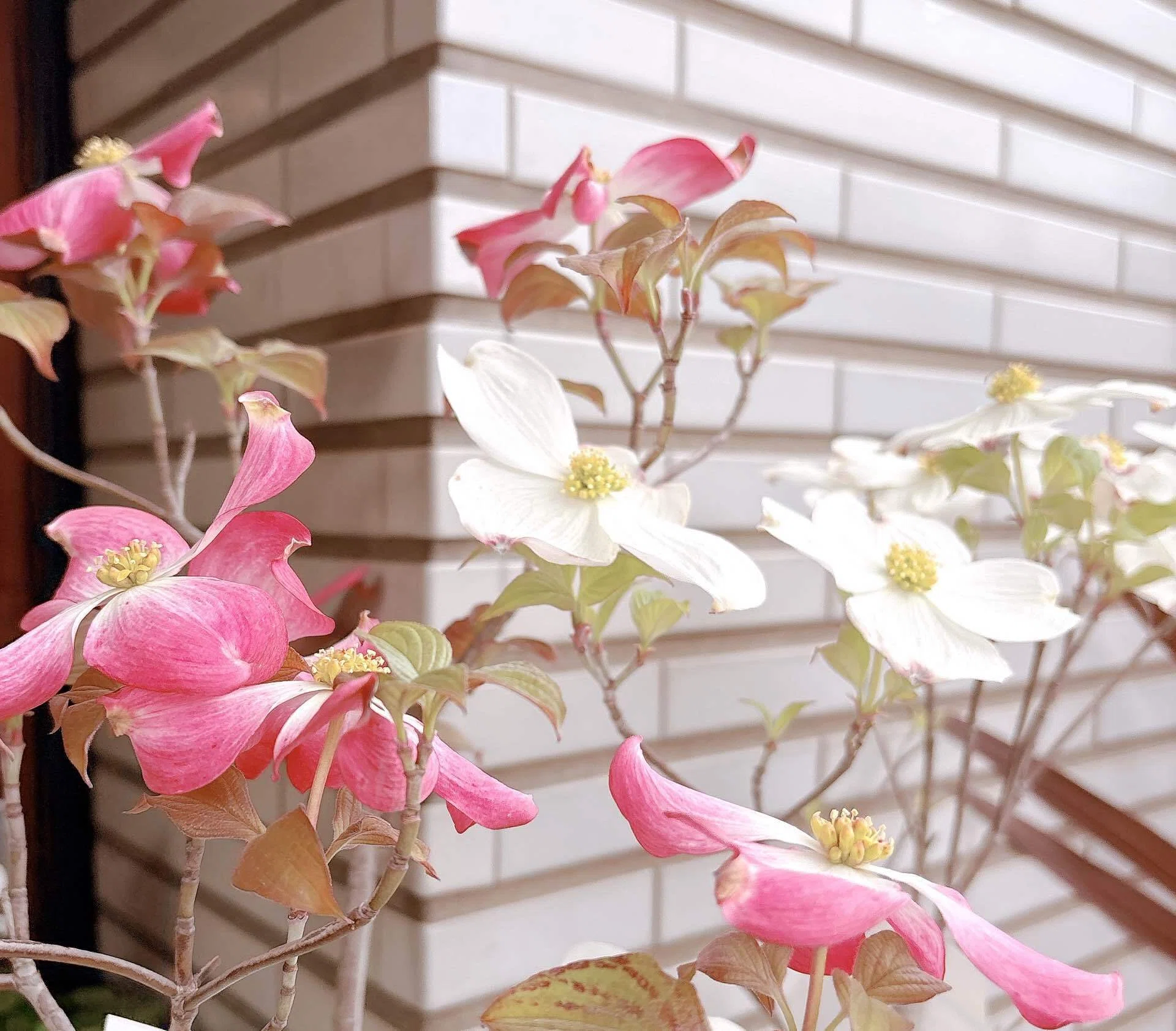 ピンクとか黄色とかオレンジとか｜culful flowerworks