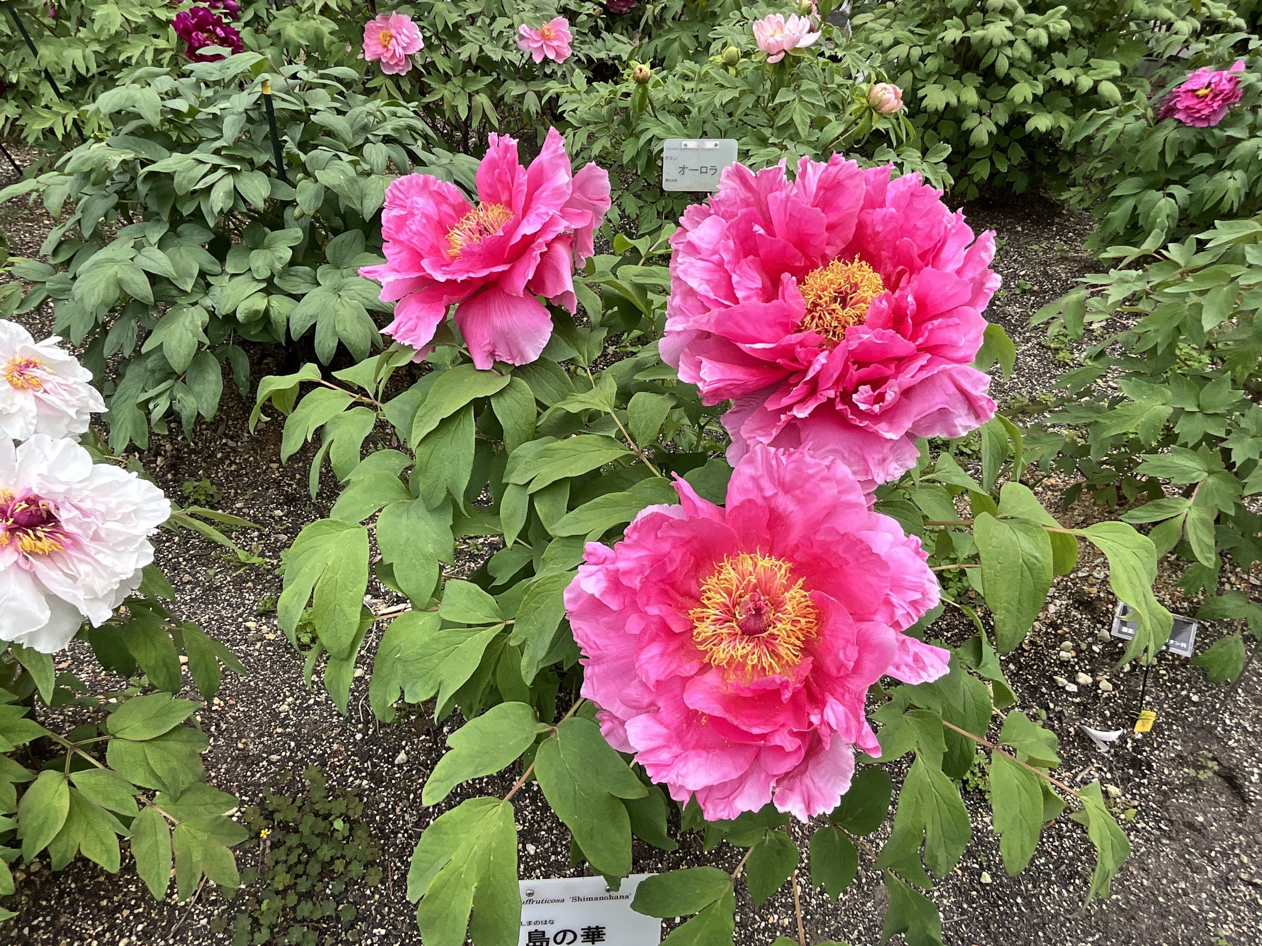 牡丹名鑑 （350種以上にのぼる品種を写真で解説） ボタンの島の華（京都府立植物園）：2026年4月19日（日）｜藤井秀昭