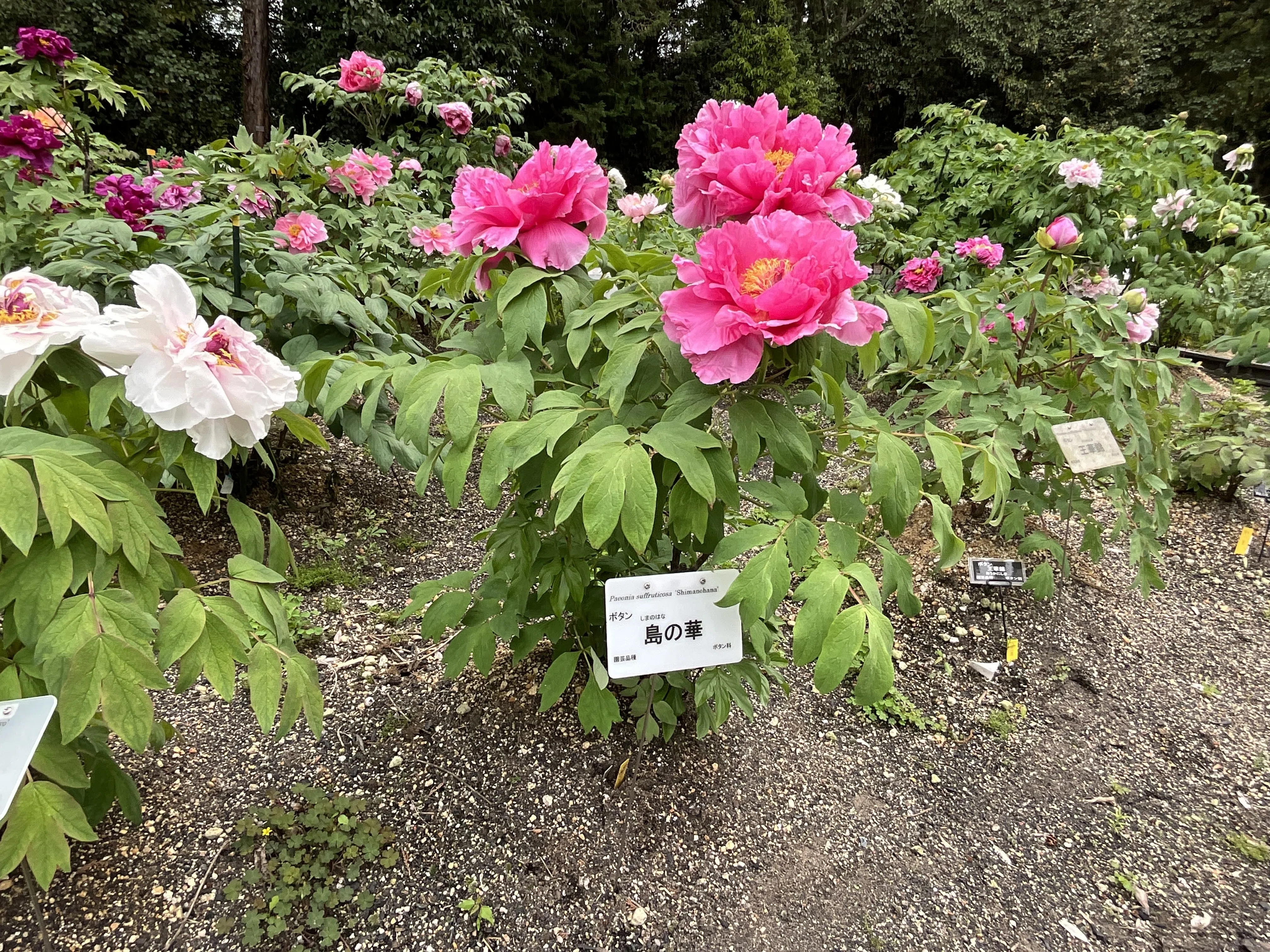 園木華堂牡丹 ボタンの島の華（京都府立植物園）：2026年4月19日（日）｜藤井秀昭