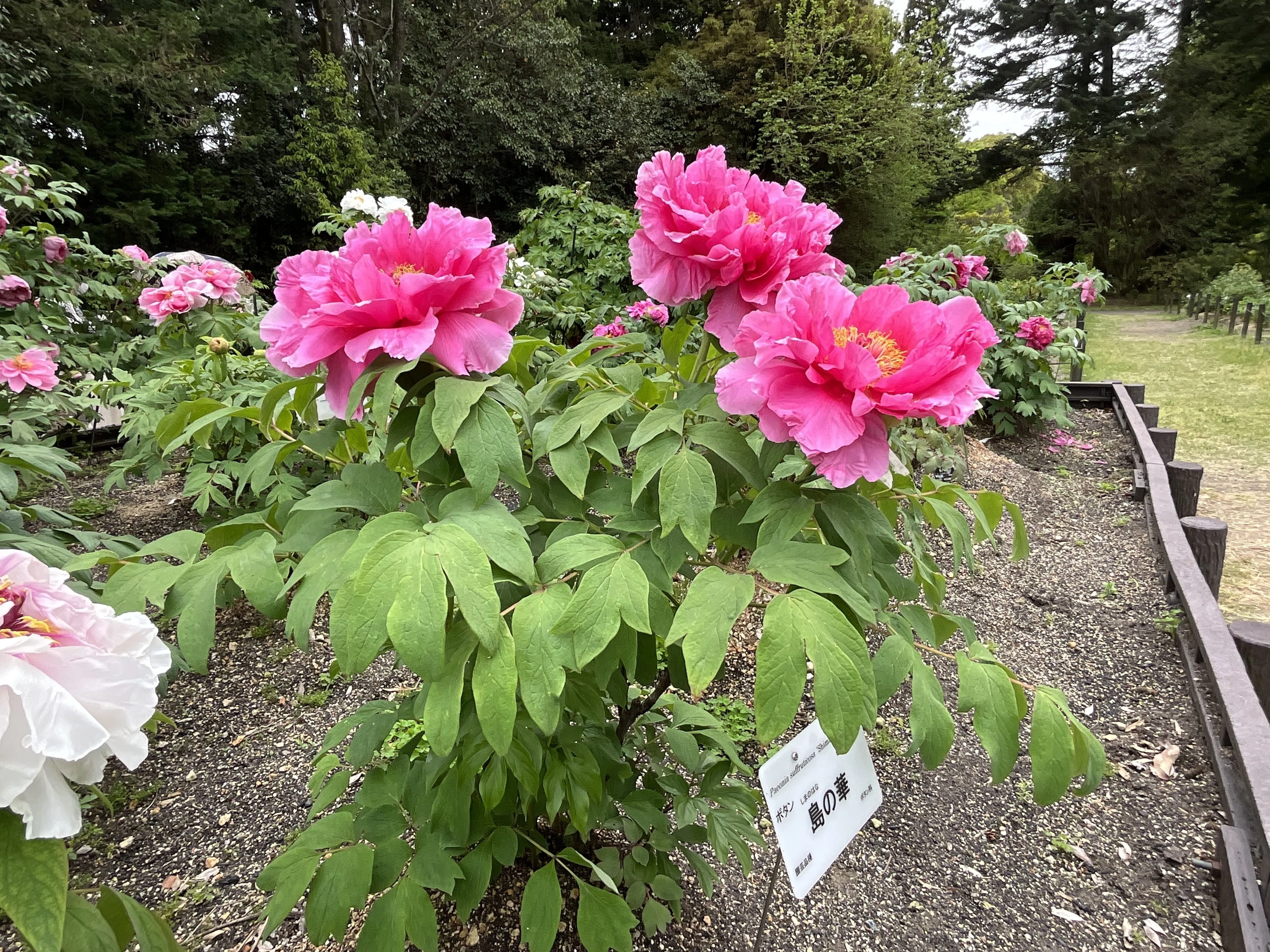 のぼたん ボタンの島の華（京都府立植物園）：2026年4月19日（日）｜藤井秀昭