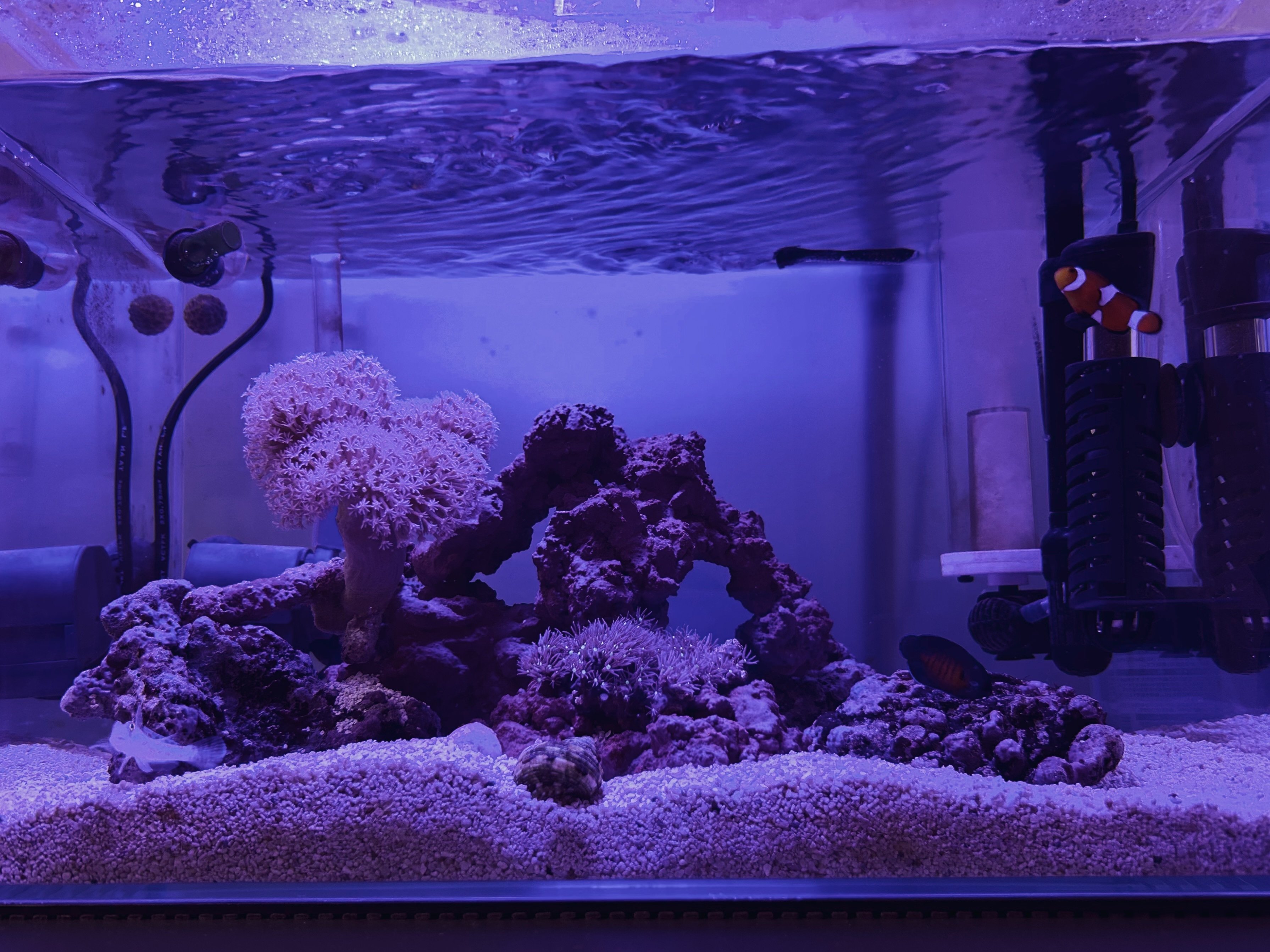 海水魚サンゴ水槽 海水魚水槽にレプリカサンゴ・ライブロックを入れる～人工アクセサリー