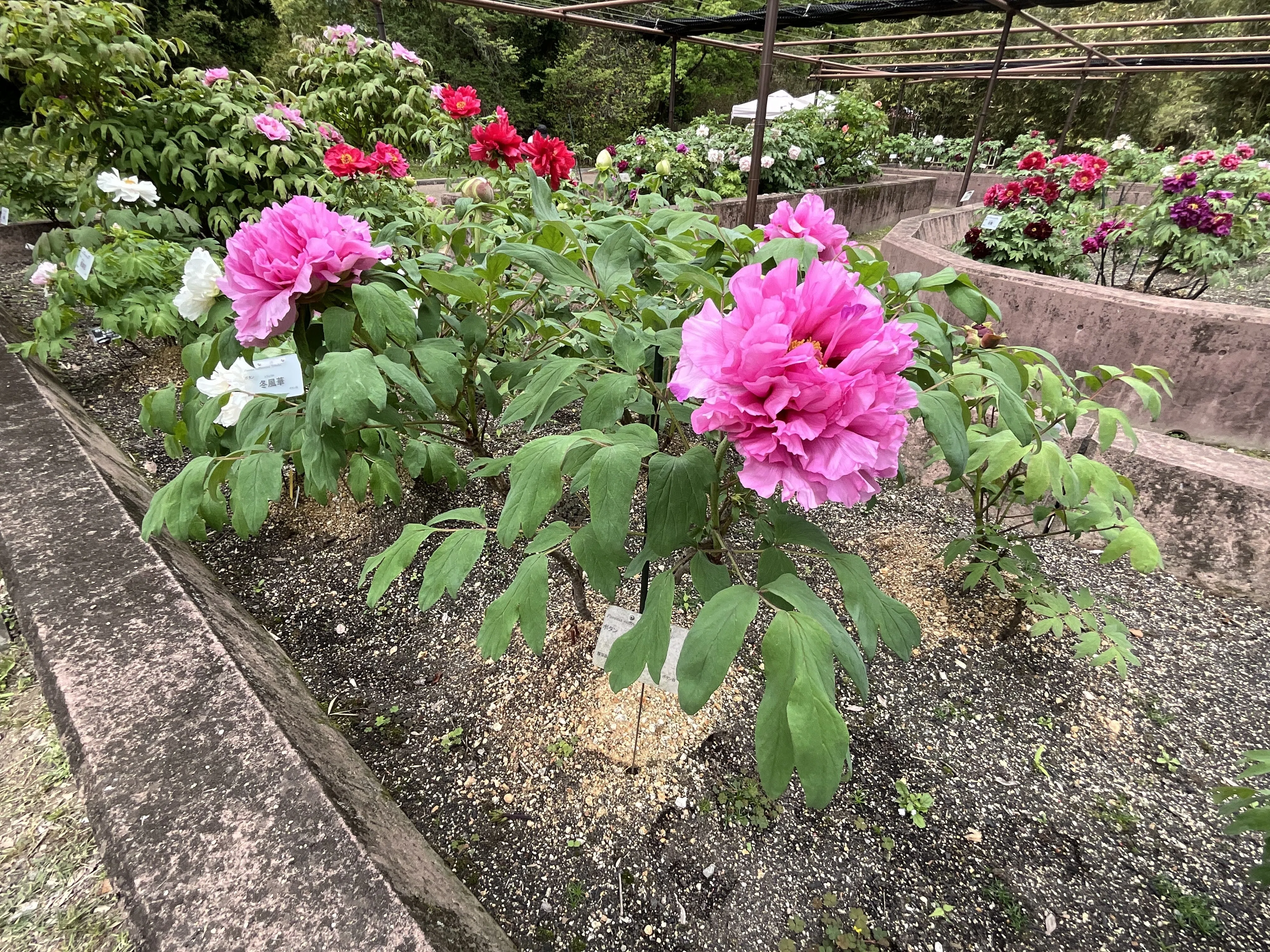 ボタンの福雲（京都府立植物園）：2026年4月19日（日）｜藤井秀昭