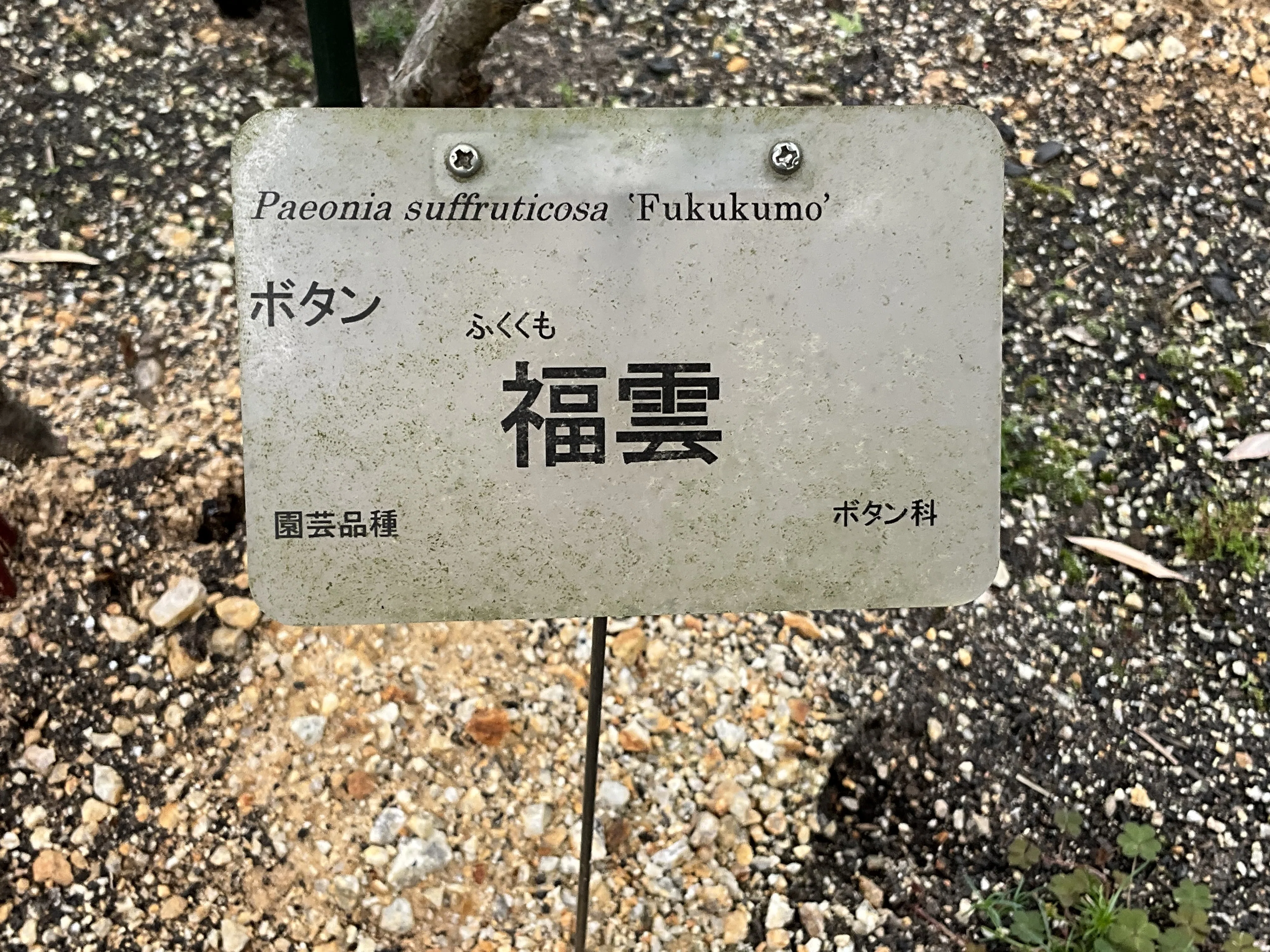 ボタンの福雲（京都府立植物園）：2026年4月19日（日）｜藤井秀昭