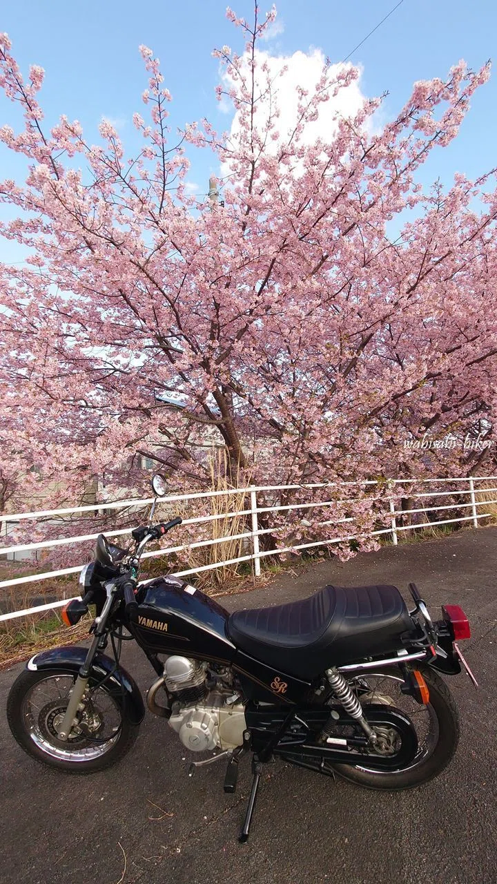 満開の早咲き桜を背景に、黒いバイクSR125を停めて撮影した一枚。