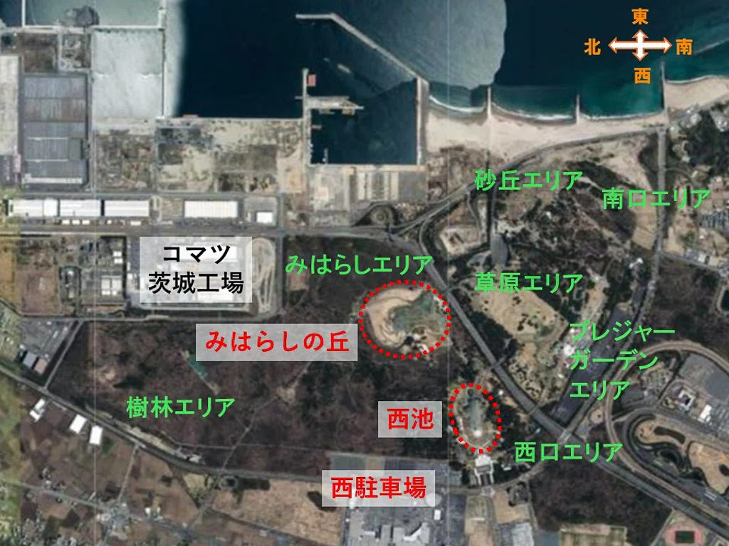 茨城｜ネモフィラ咲くひたち海浜公園の青い丘｜旅ひたき| Tabihitaki