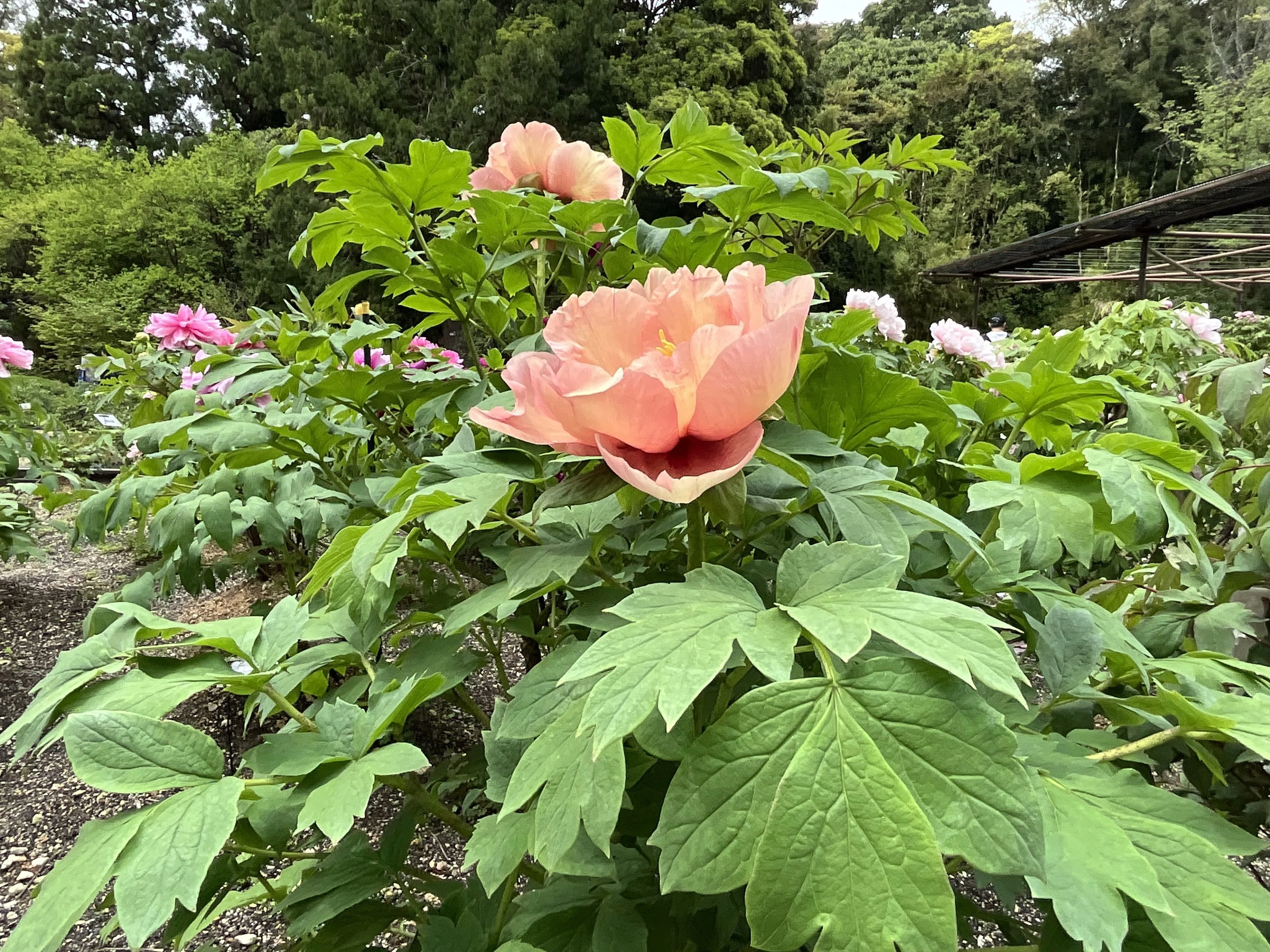 ボタンのトリビュート（京都府立植物園）：2026年4月19日（日）｜藤井