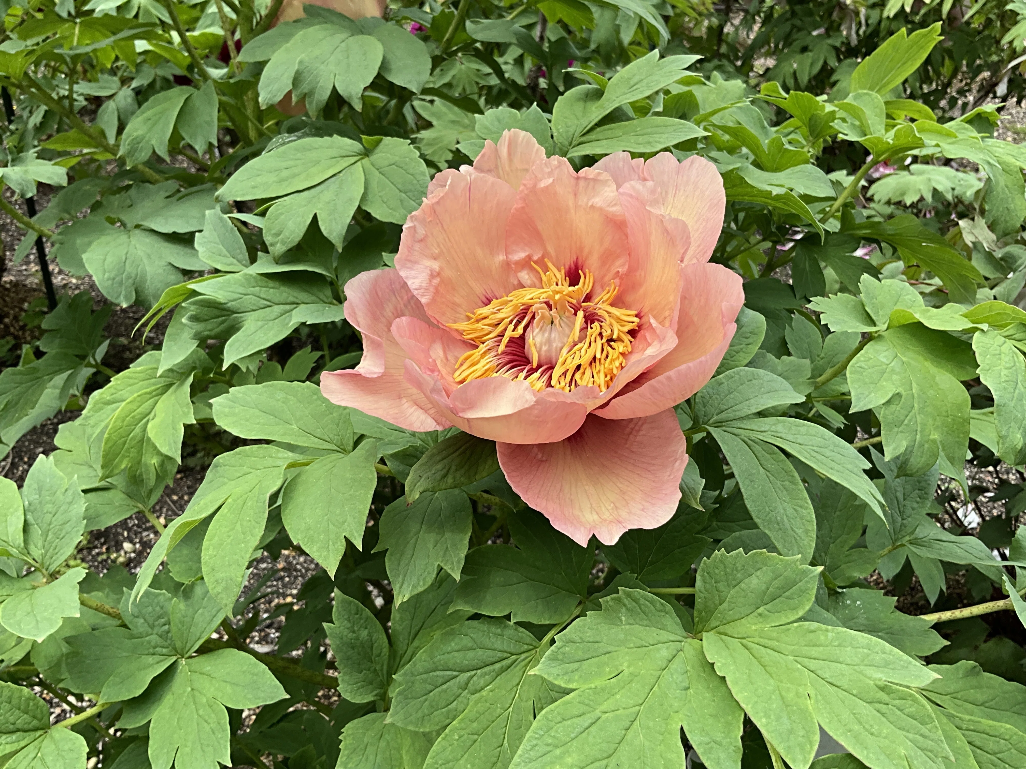 牡丹麗和 3箱　2026年7月期限 ボタンのトリビュート（京都府立植物園）：2026年4月19日（日）｜藤井