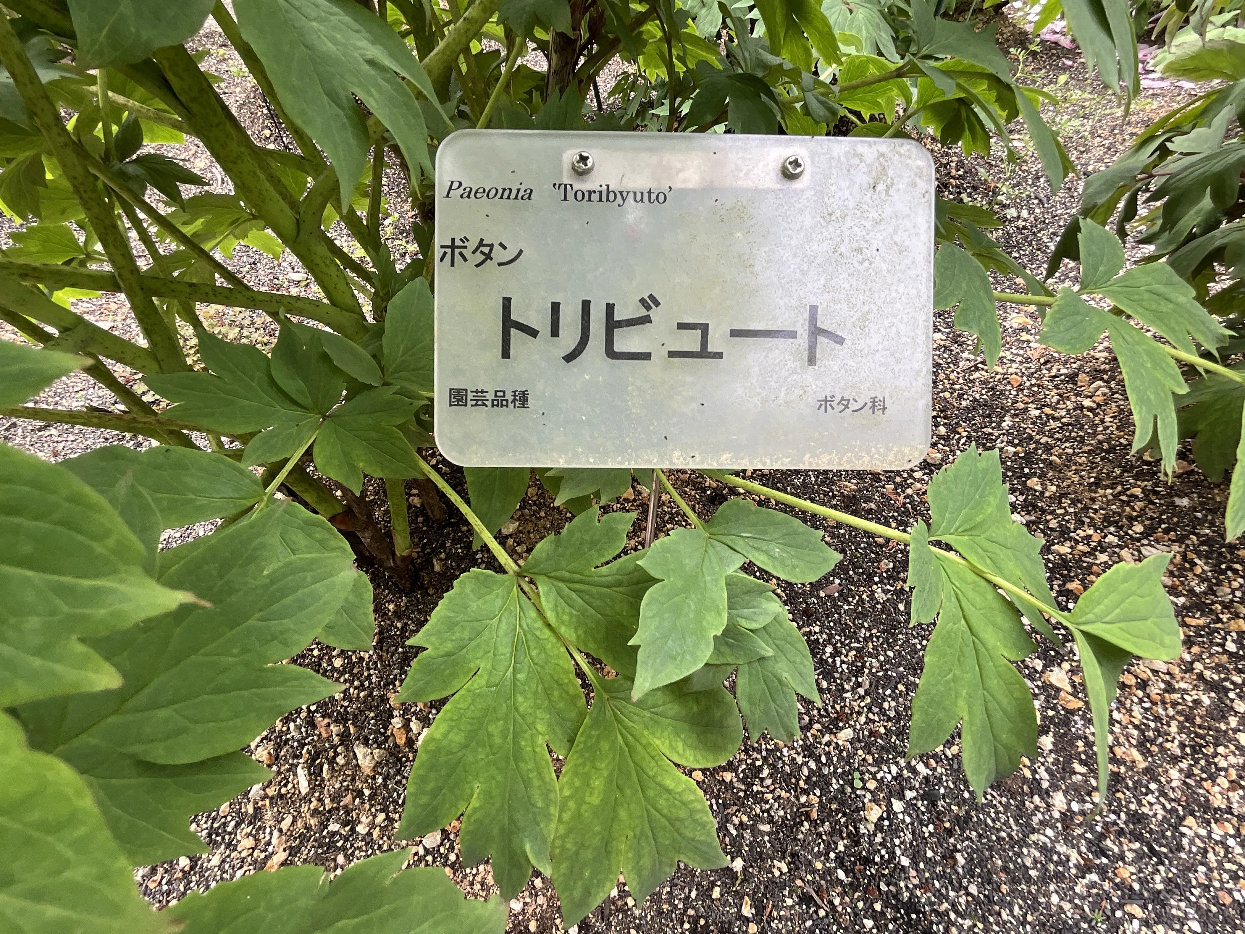 ボタンのトリビュート（京都府立植物園）：2026年4月19日（日）｜藤井