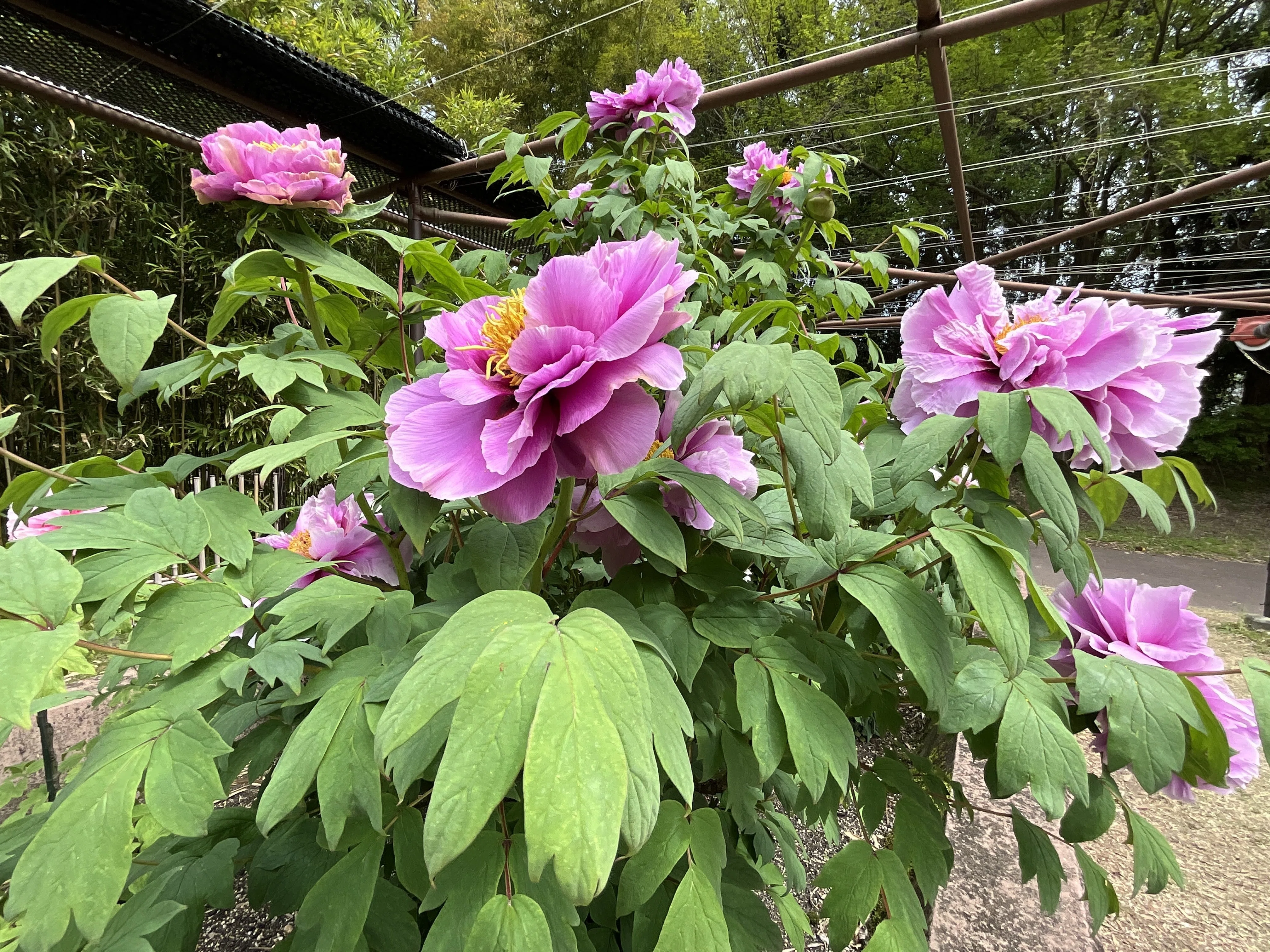 ボタンの春興殿（京都府立植物園）：2026年4月19日（日）｜藤井秀昭