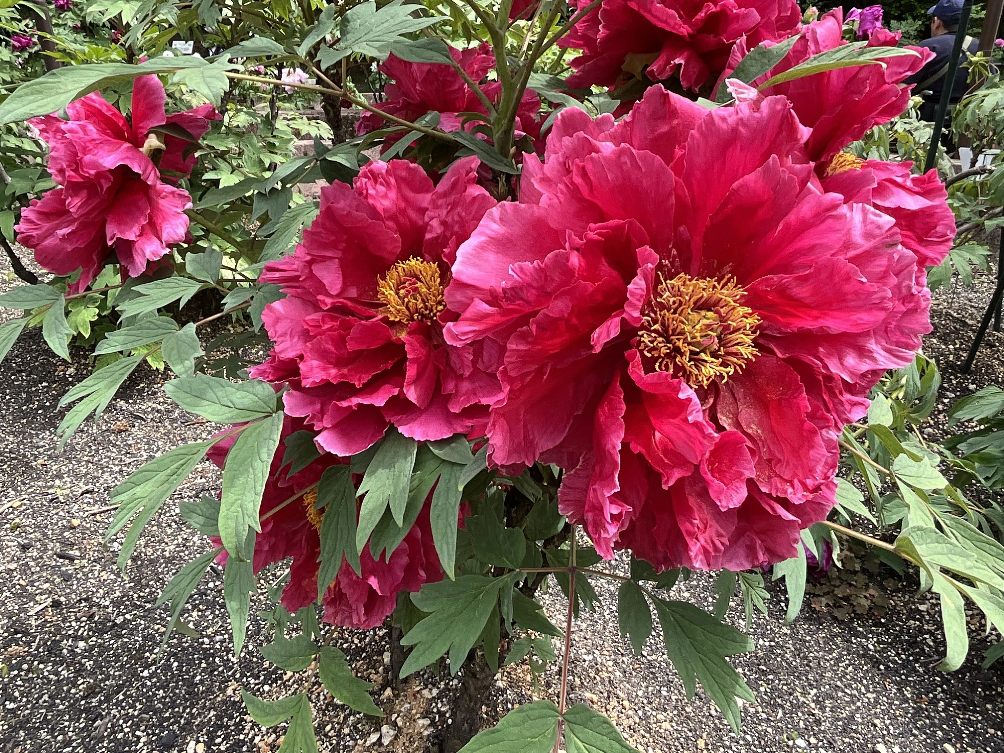 ボタンの淀の紅（京都府立植物園）：2026年4月19日（日）｜藤井秀昭
