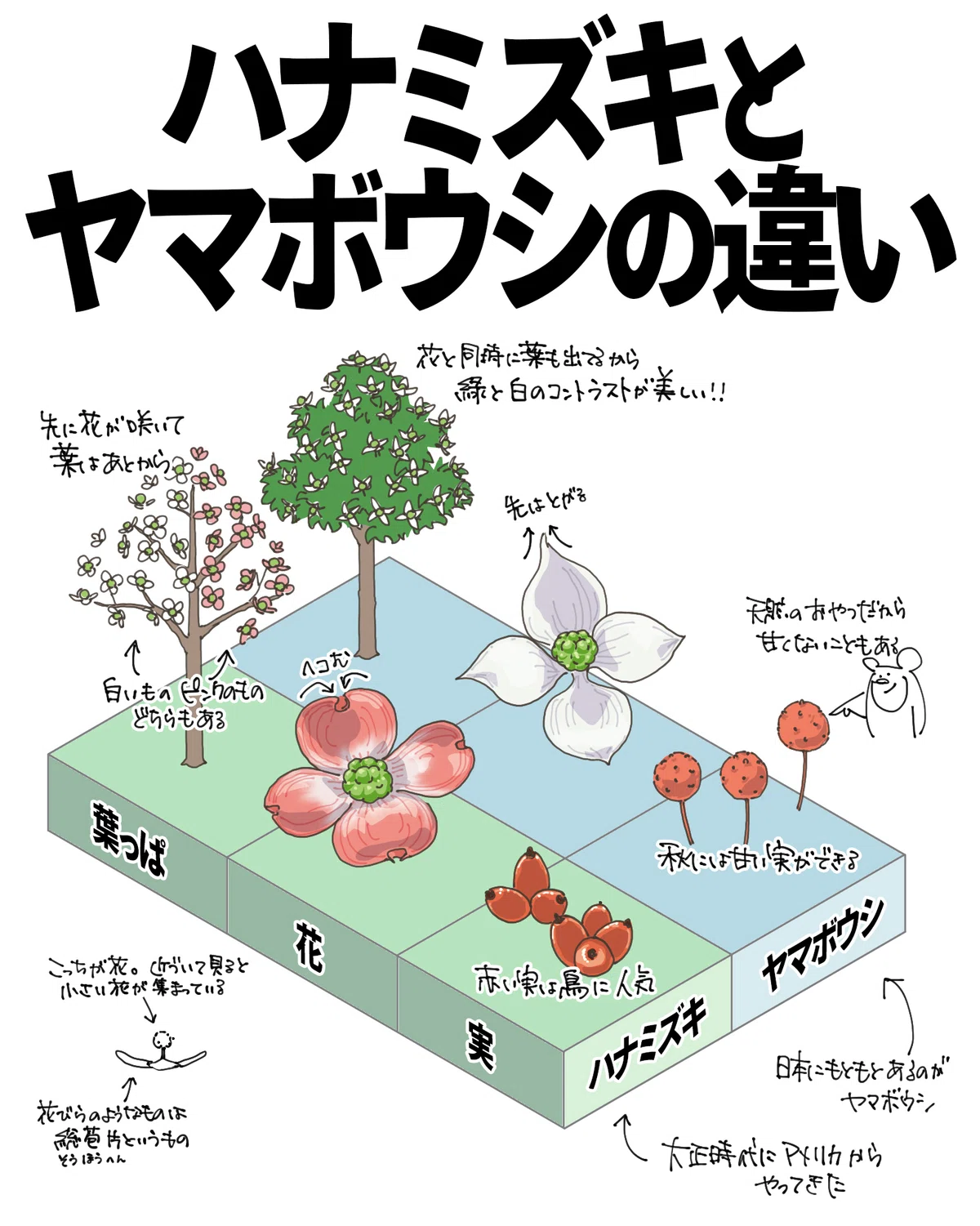 ハナミズキとヤマボウシの違い｜くますけ｜自然ガイド・クリエイター