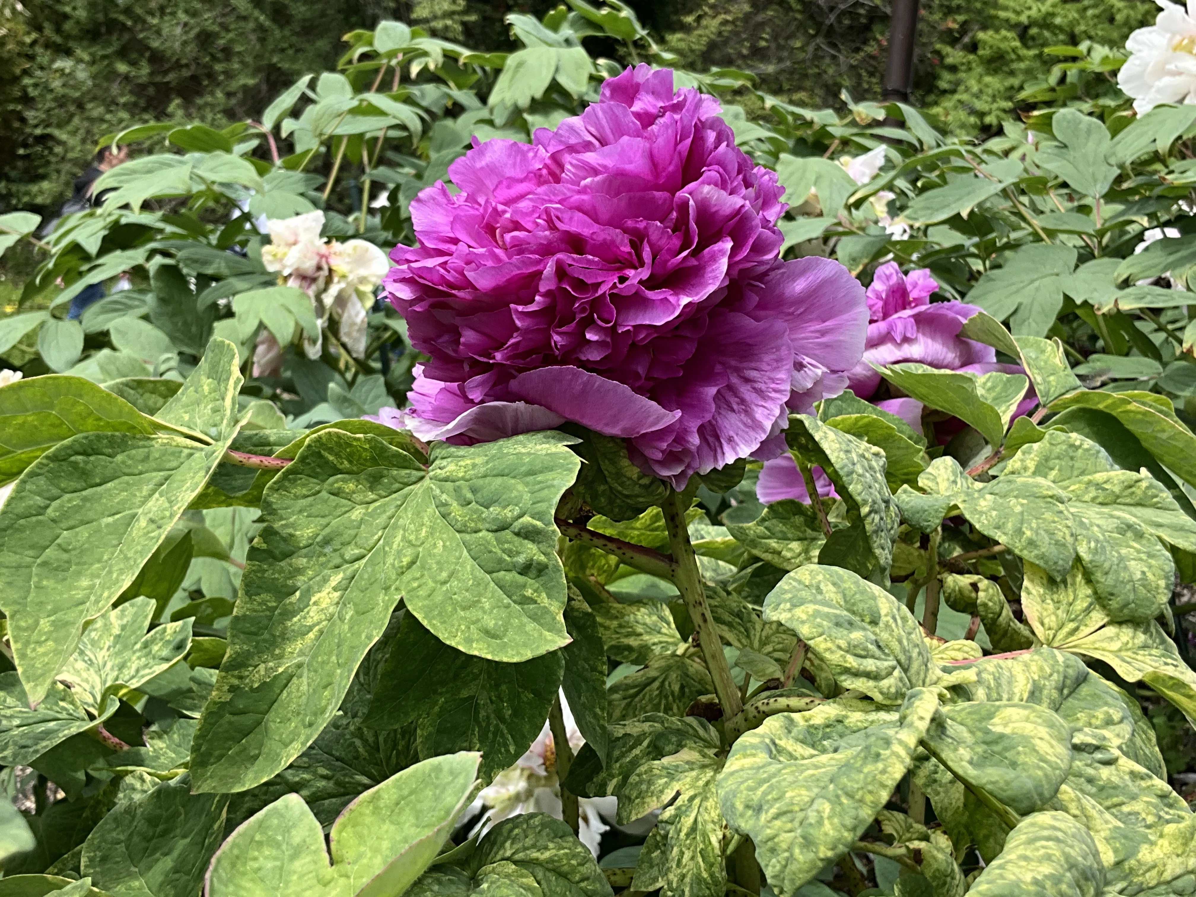 のぼたん ボタンの島の華（京都府立植物園）：2026年4月19日（日）｜藤井秀昭