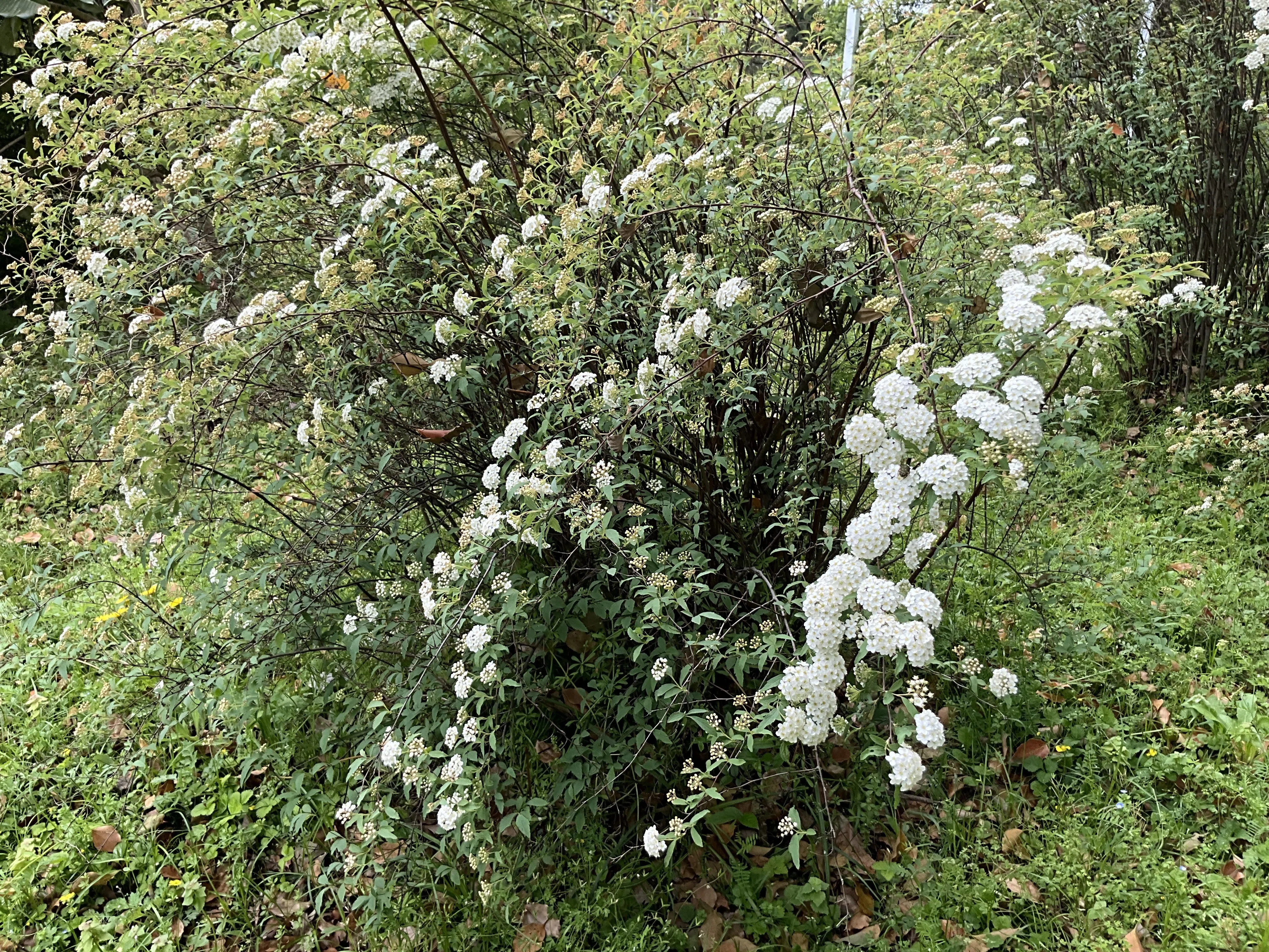 Reeves Spirea (Kyoto Botanical Gardens): April 19, 2026 (Sun