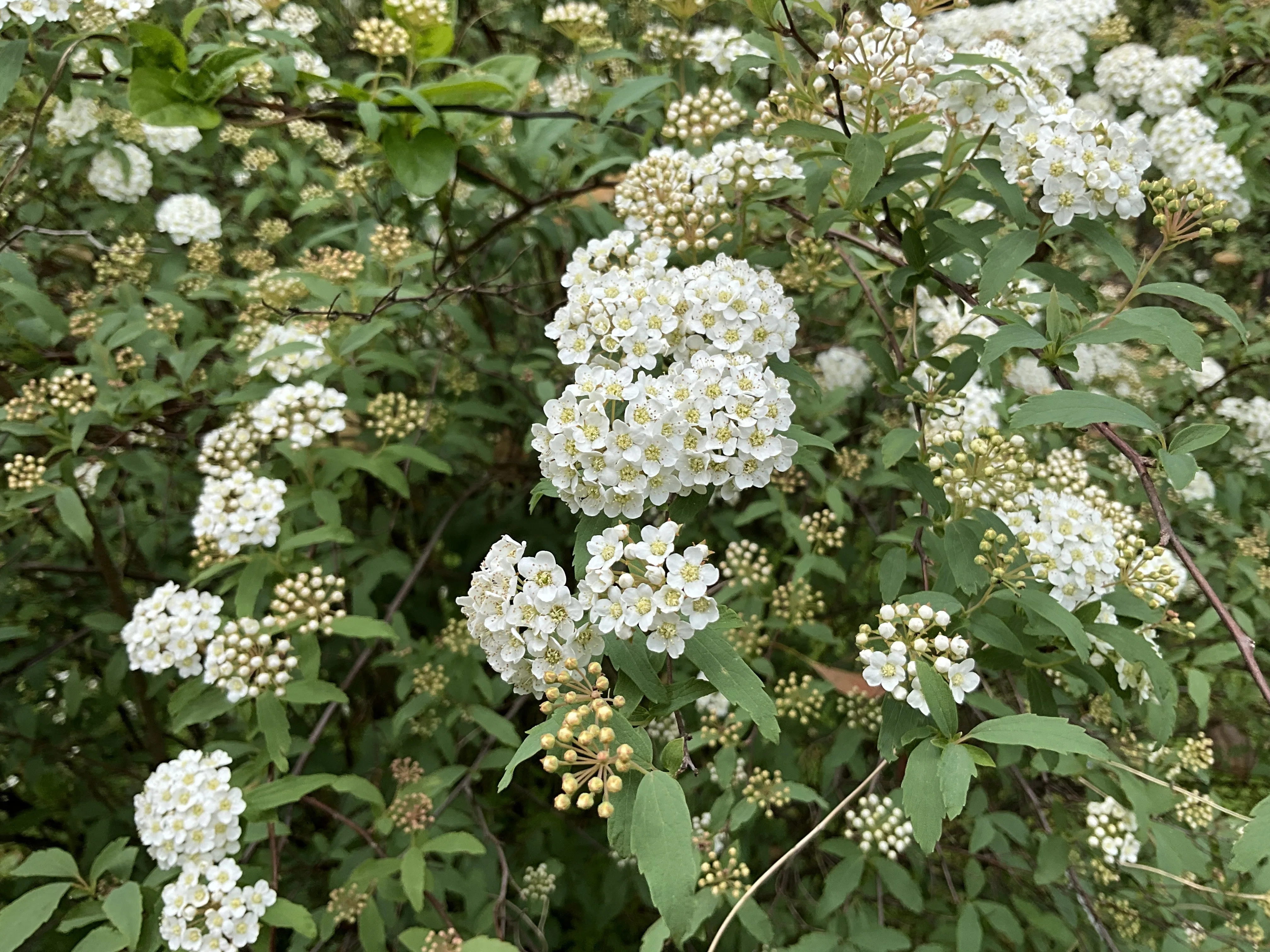 Reeves Spirea (Kyoto Botanical Gardens): April 19, 2026 (Sun