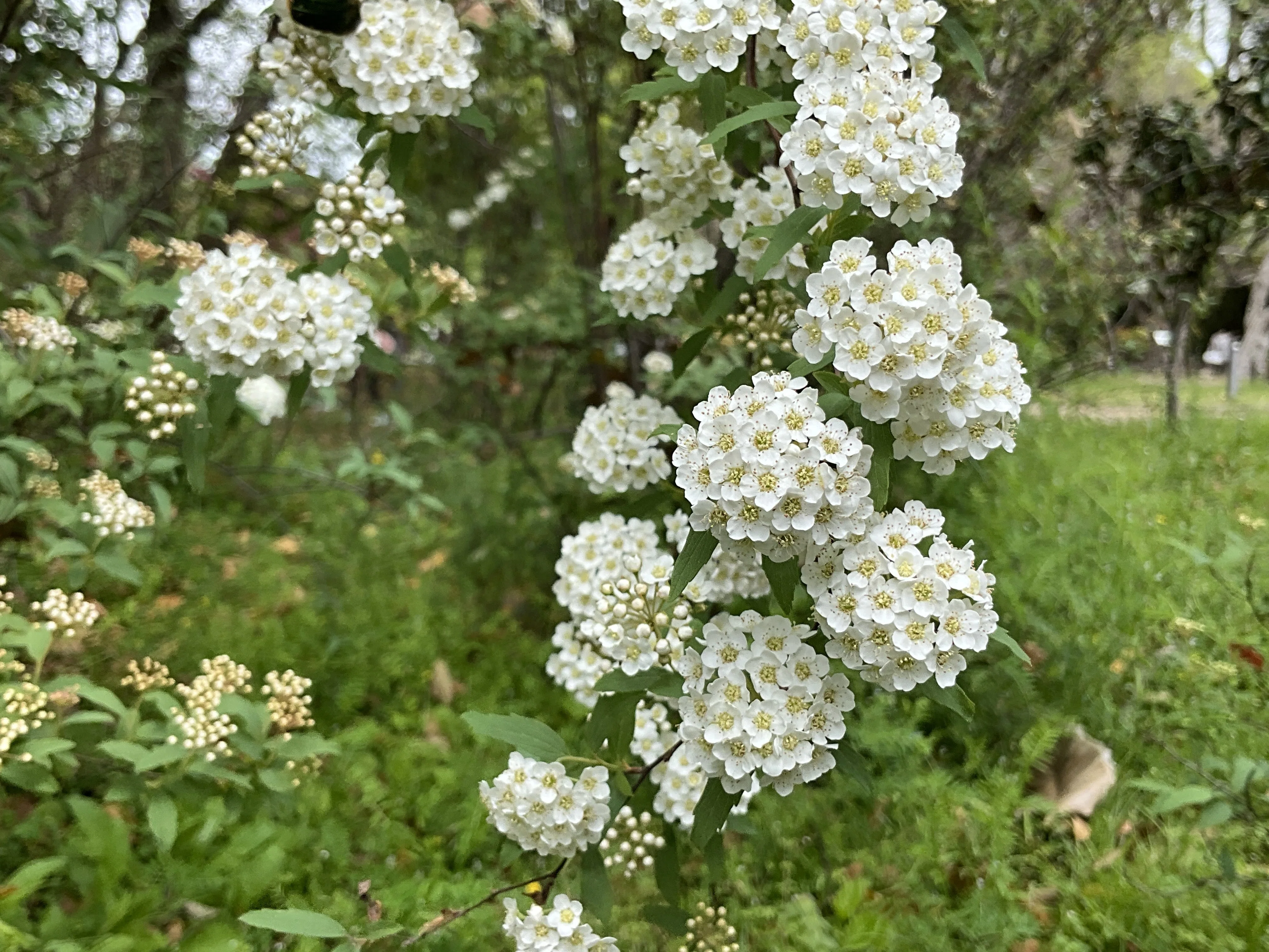 絵画 Reeves spirea Reeves Spirea (Kyoto Botanical Gardens): April 19, 2026 (Sun
