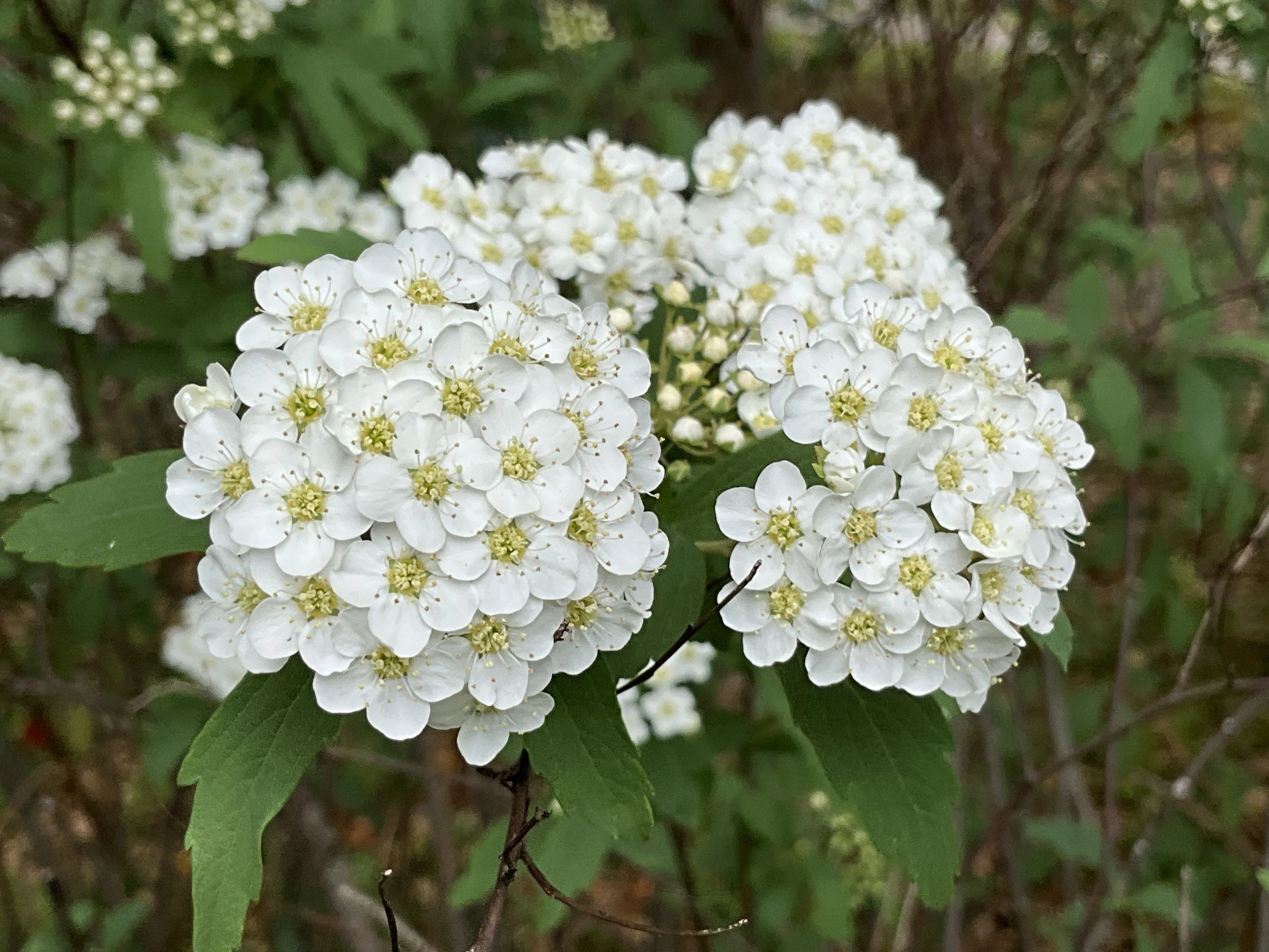 Reeves Spirea (Kyoto Botanical Gardens): April 19, 2026 (Sun