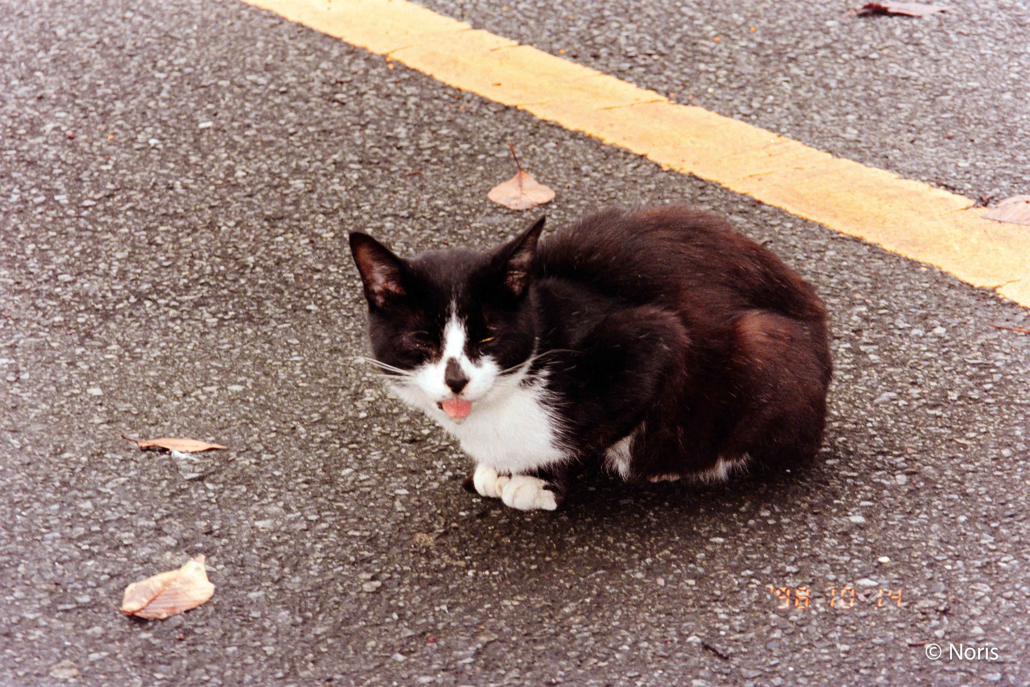 二十世紀のフィルム猫・カラー編｜Noris