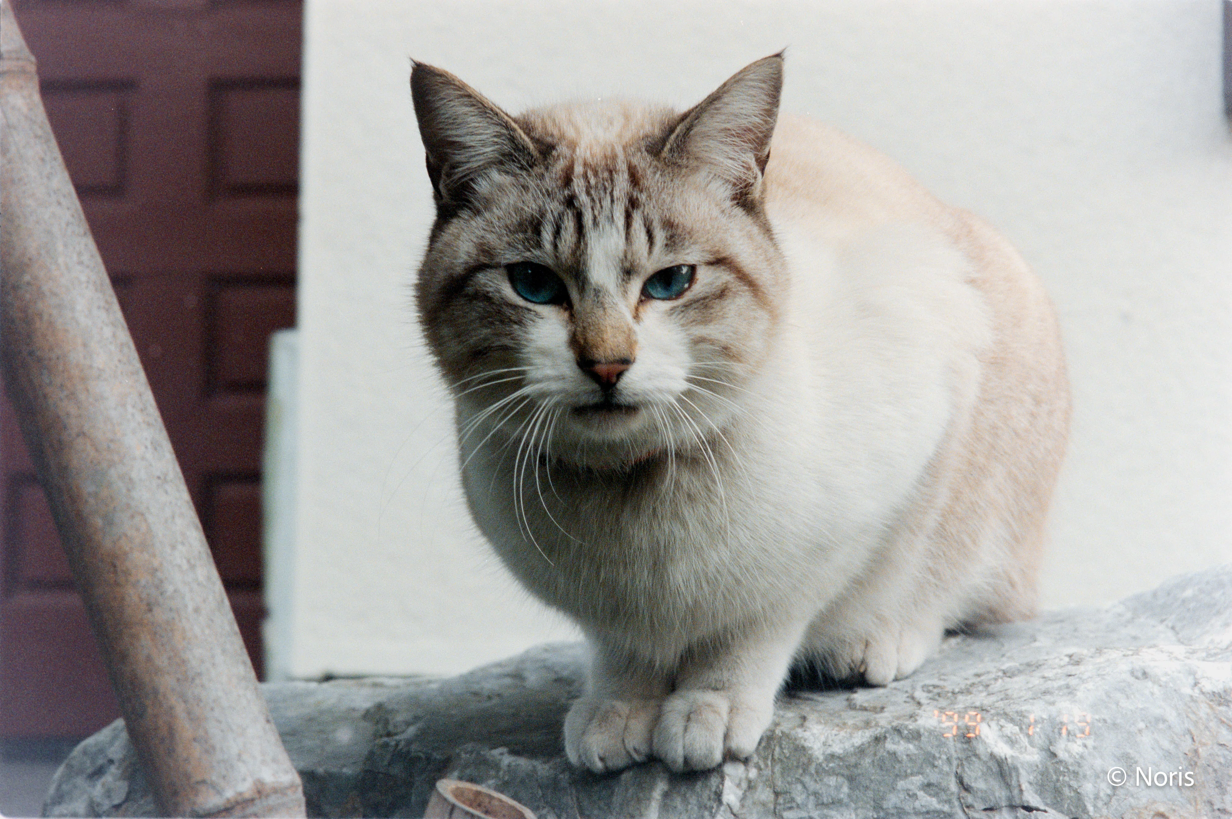 二十世紀のフィルム猫・カラー編｜Noris