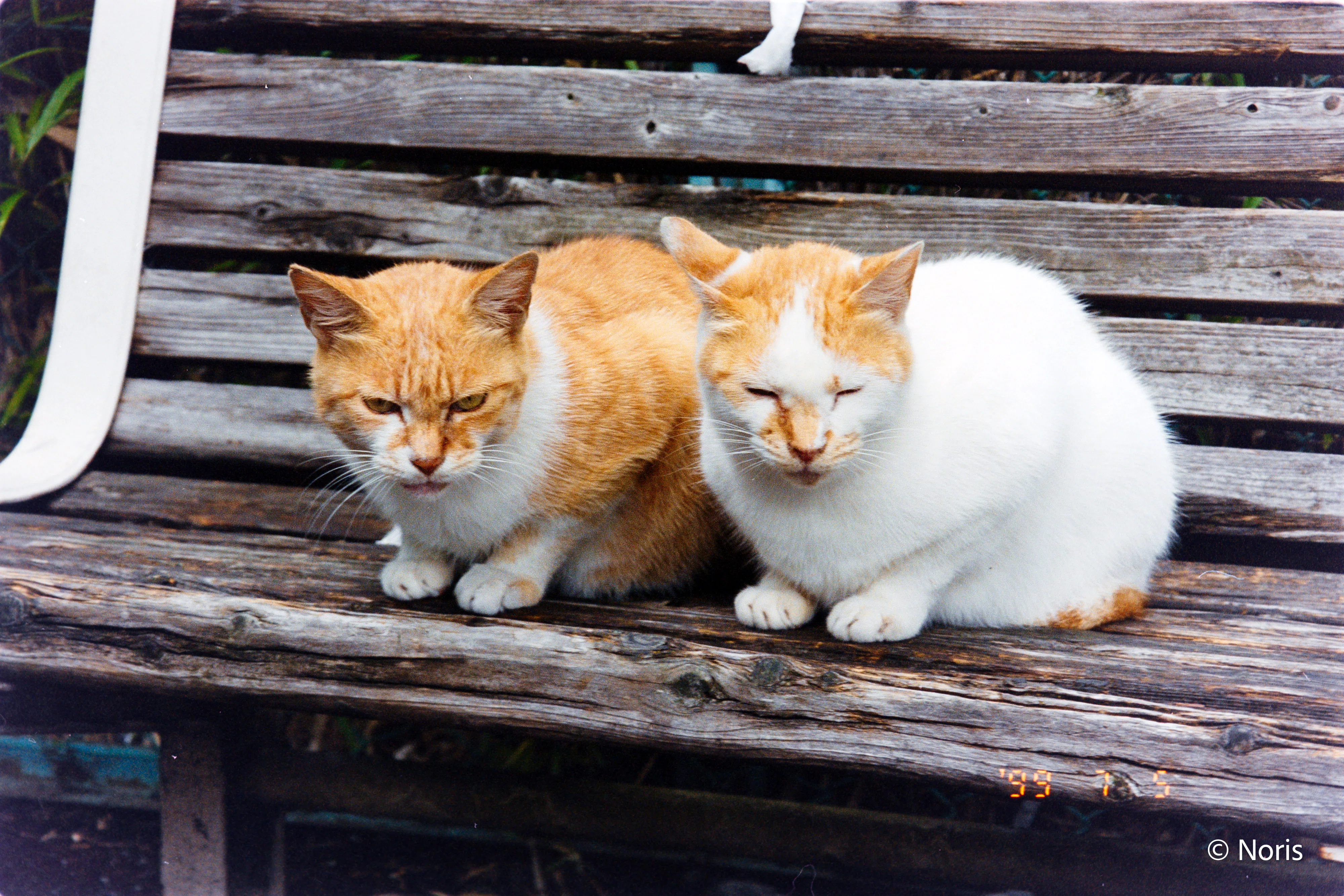 二十世紀のフィルム猫・カラー編｜Noris