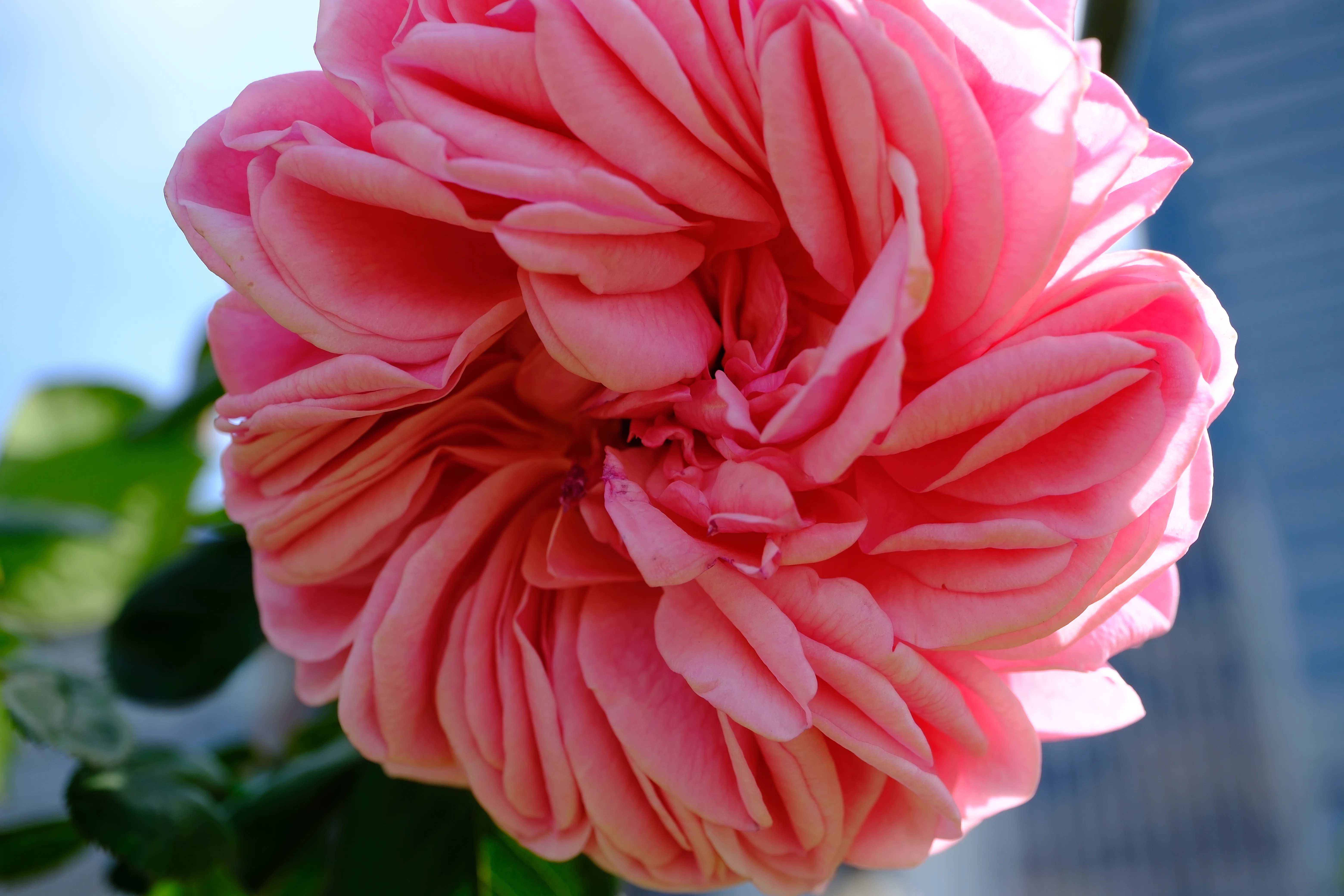 📷X-T30III × 🌹中之島バラ園 ｜ 🇯🇵かおりかざり｜ぱぽにゃん🌹薔薇