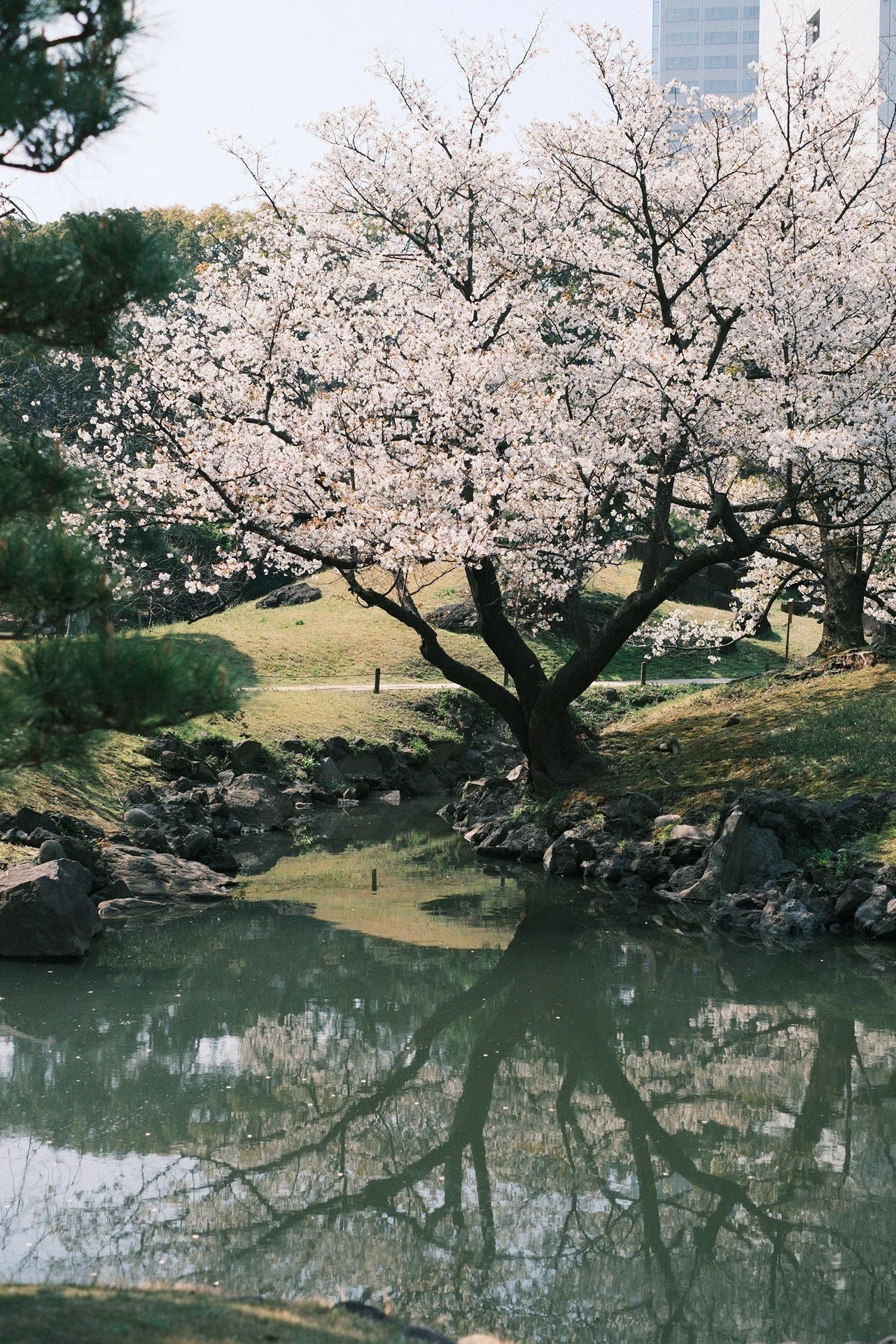 X-T30ⅢとXF35mmF1.4で桜を撮る｜フィルムシミュレーション試行錯誤の