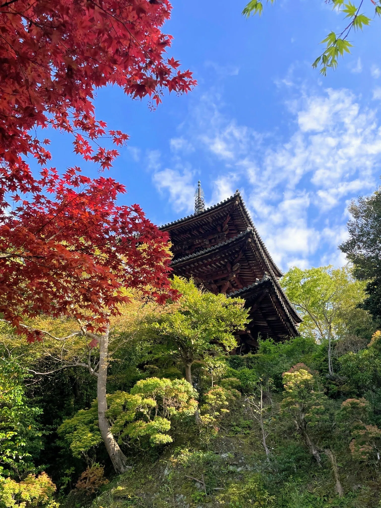 牡丹の花と、御開帳 奈良・當麻の里｜美術館とお寺と猫