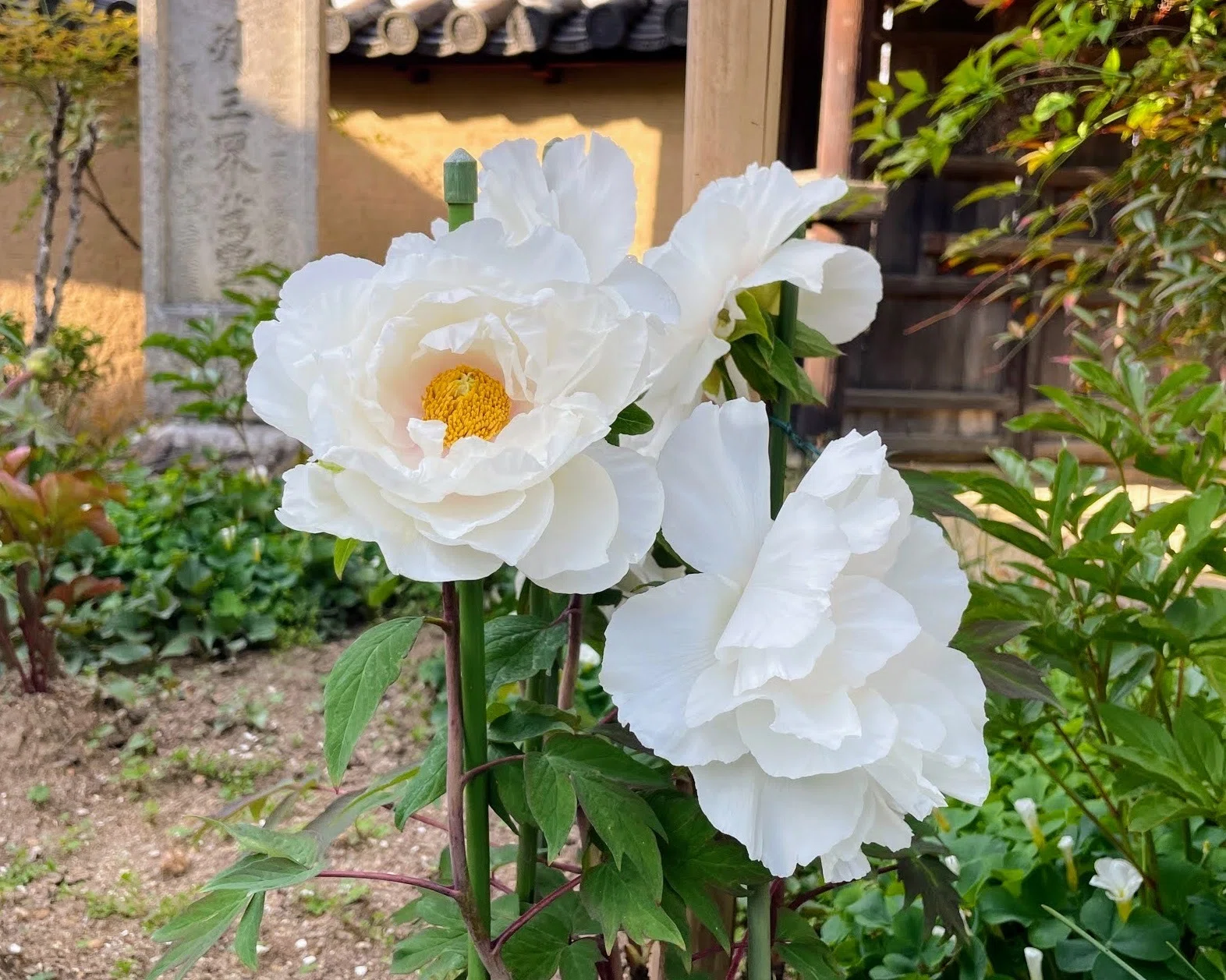 牡丹の花と、御開帳 奈良・當麻の里｜美術館とお寺と猫