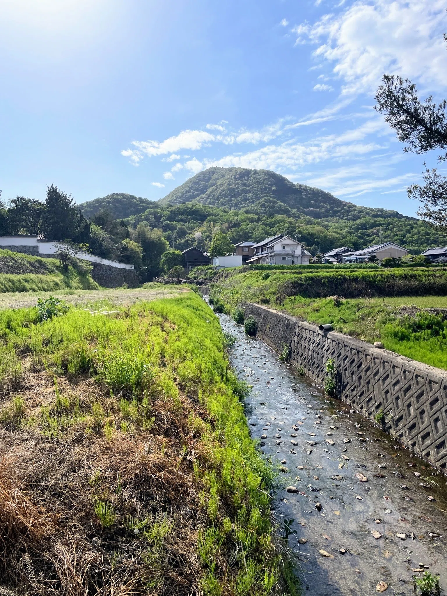 牡丹の花と、御開帳 奈良・當麻の里｜美術館とお寺と猫