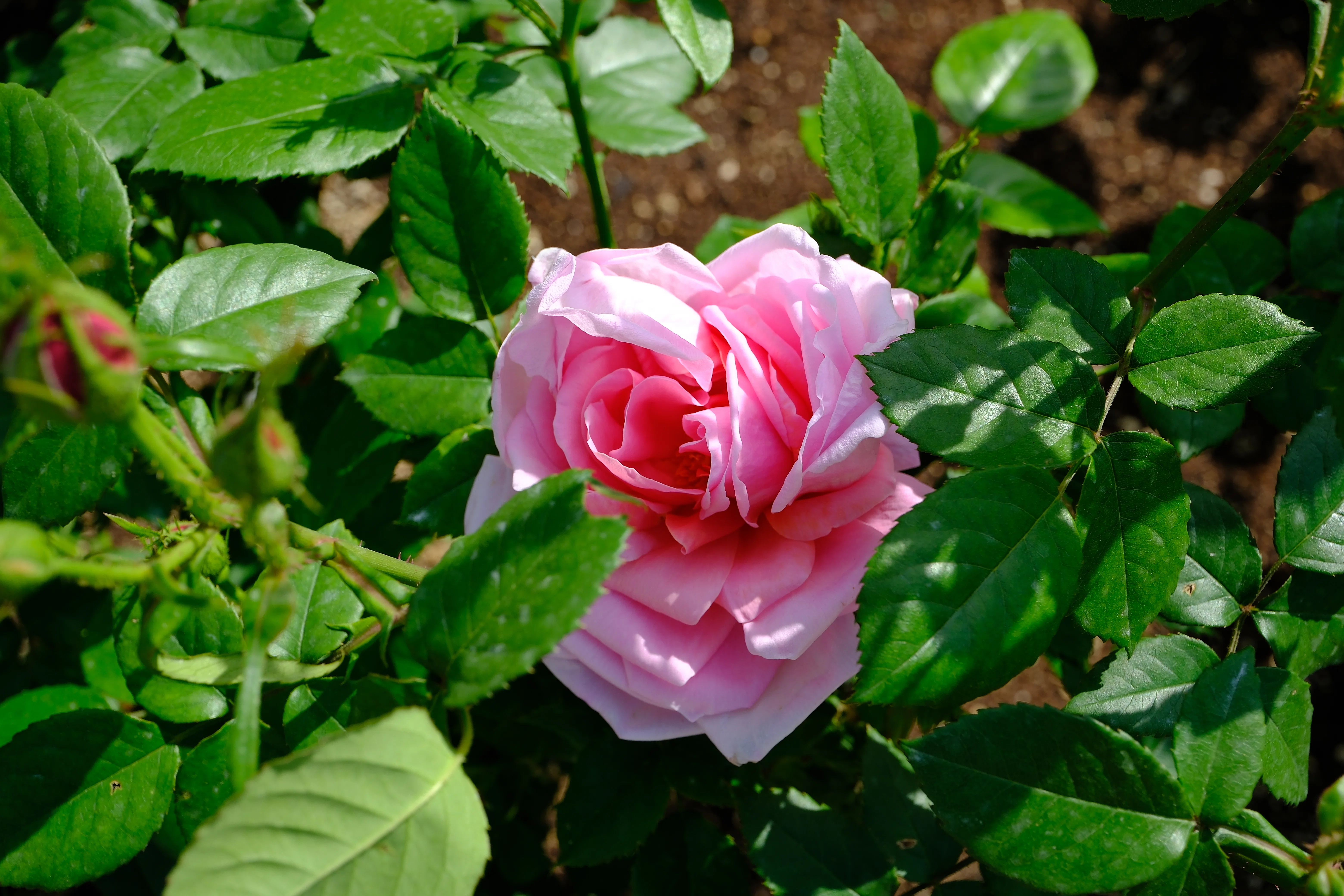 📷X-T30III × 🌹中之島バラ園 ｜ 🇫🇷マダム・エドゥアール・エリオ