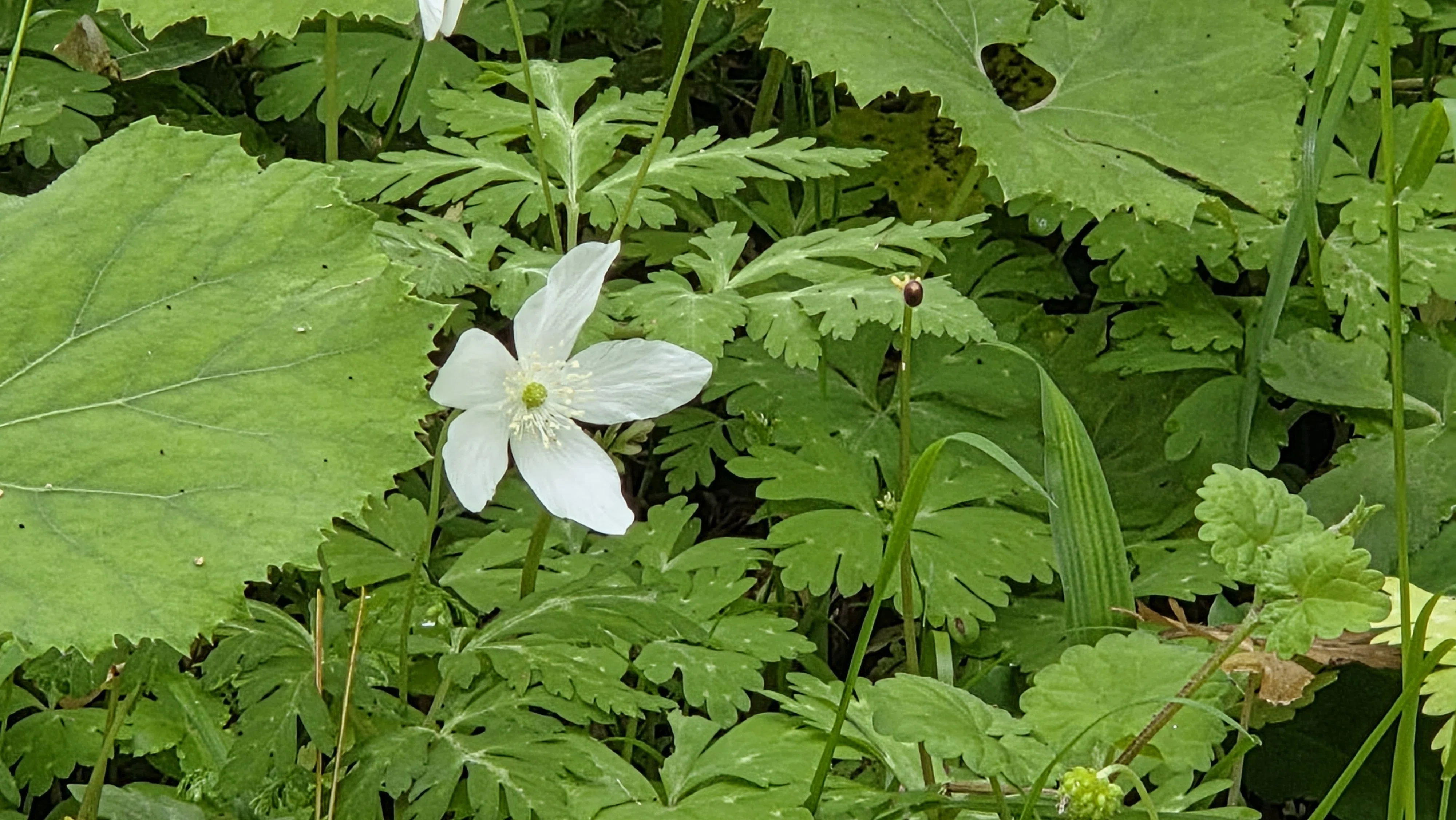 山野草のエキに咲く春の彩り｜ふみぞう