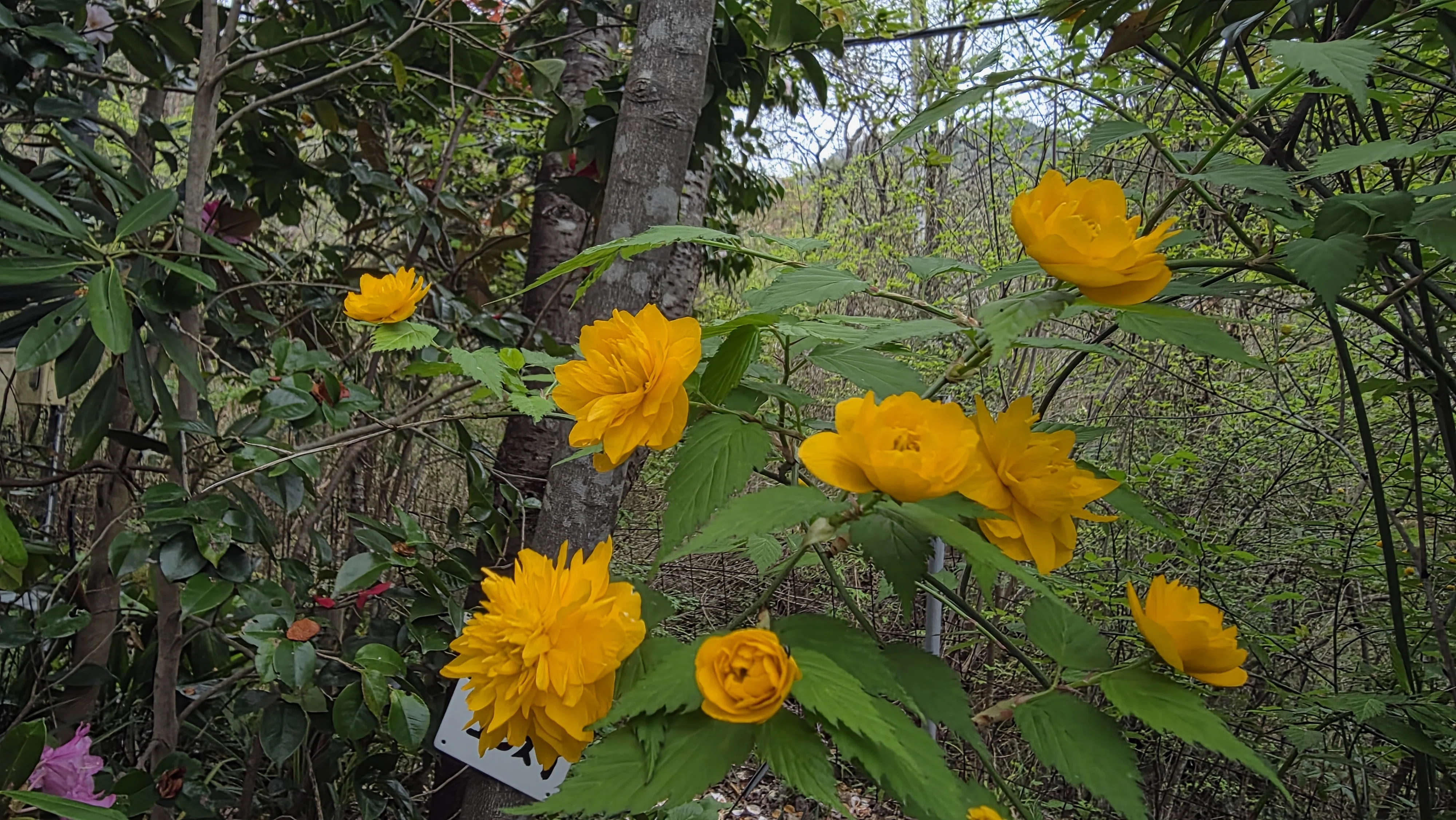 山野草のエキに咲く春の彩り｜ふみぞう