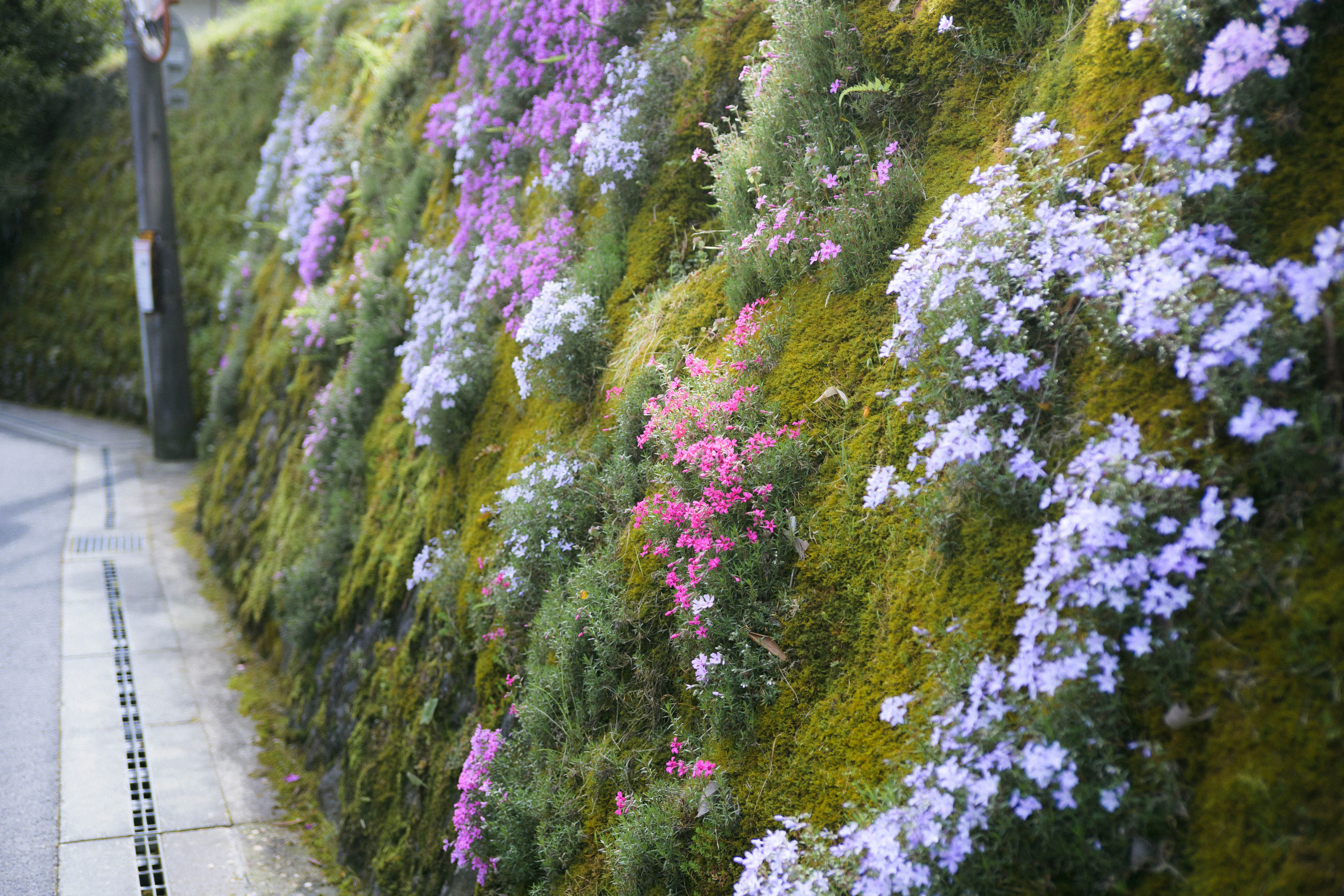 石楠花｜sgk