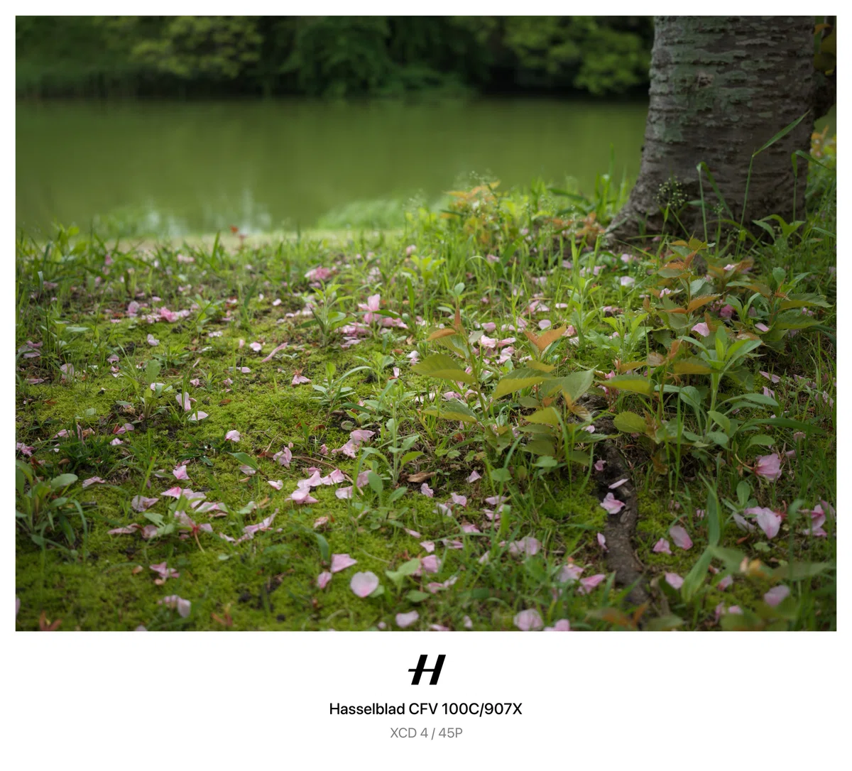 2026 #25 今日の散歩|そらたまがもっぱら写真について書くnote