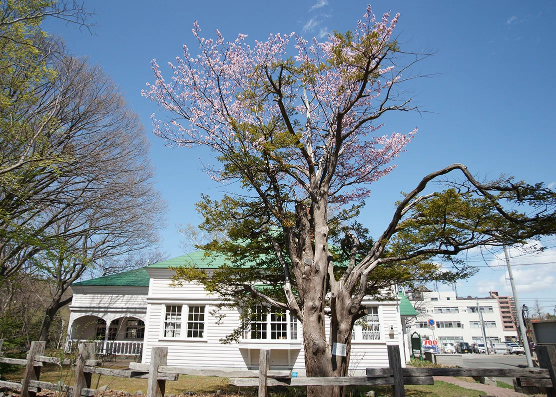 北海道ろぅかる記⑤：変わった桜を見たいならここ！エドウィン・ダン