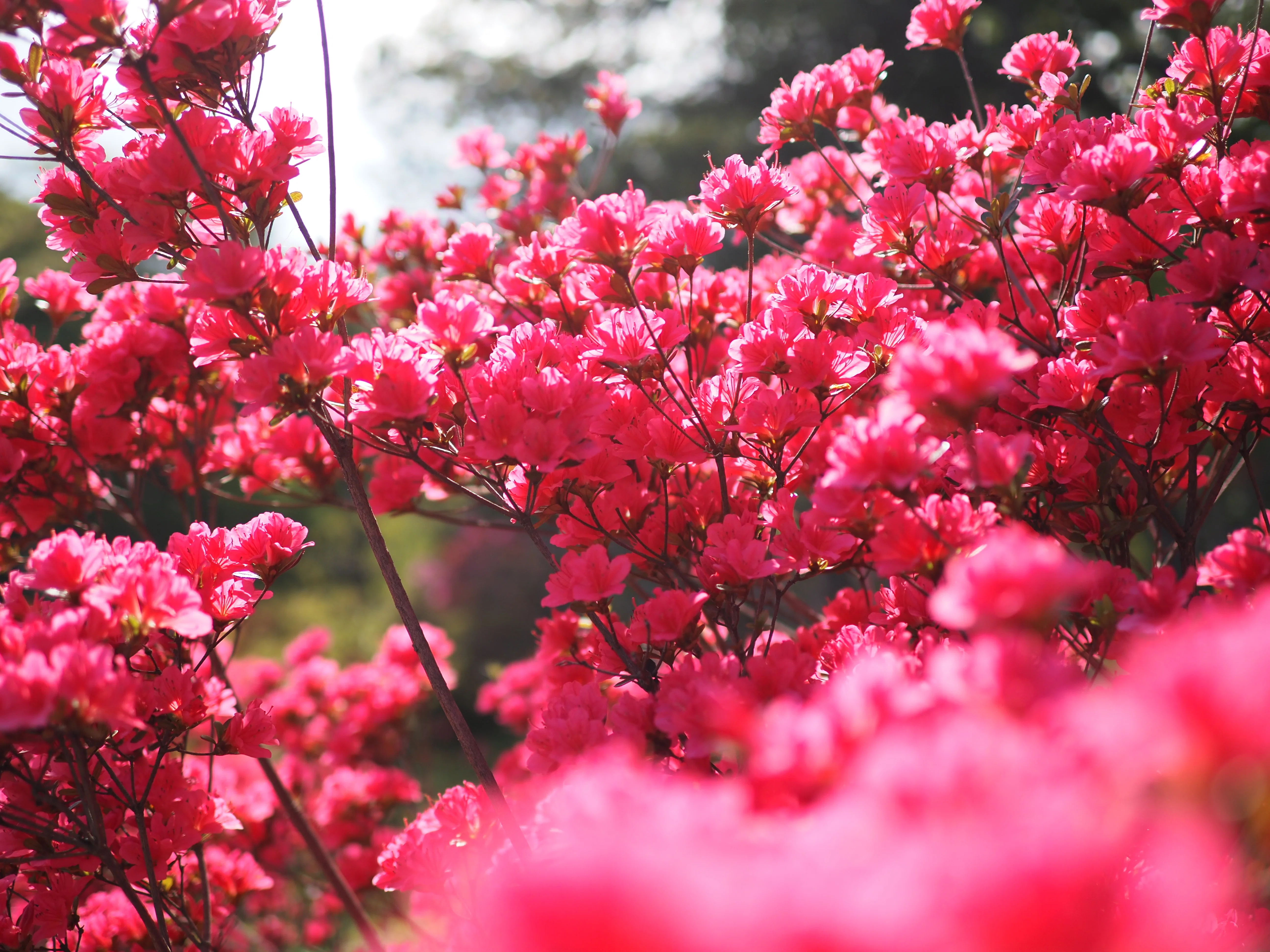花卉圖1 つつじの季節になったので写真撮ってきました【E-P7/OM-3/Z6III】｜平