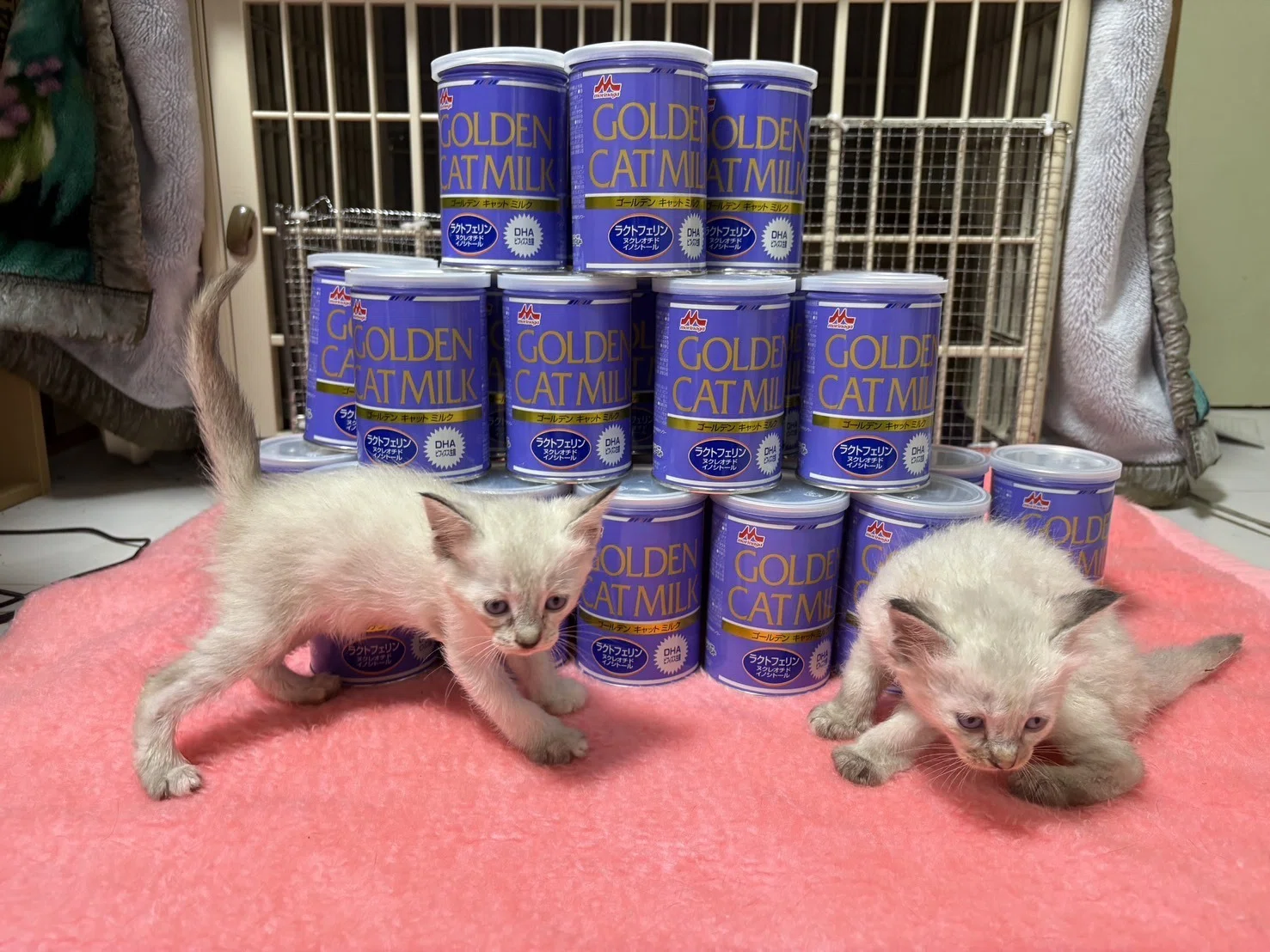 子猫ちゃん6万食（325頭分）以上のミルクを保護団体さまに寄付しました
