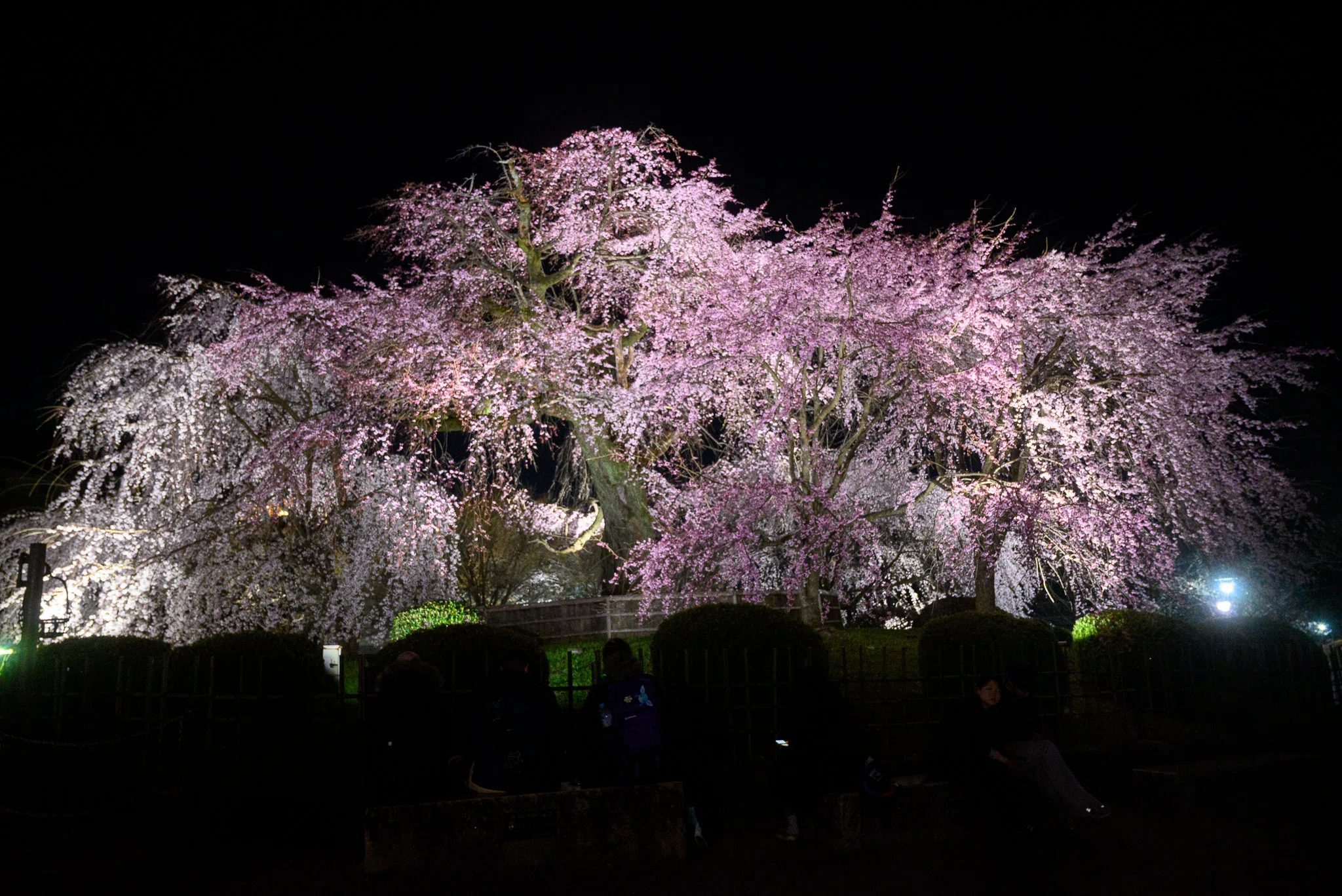 祇園界隈夜桜散歩(26.3.26)｜京都散歩記録